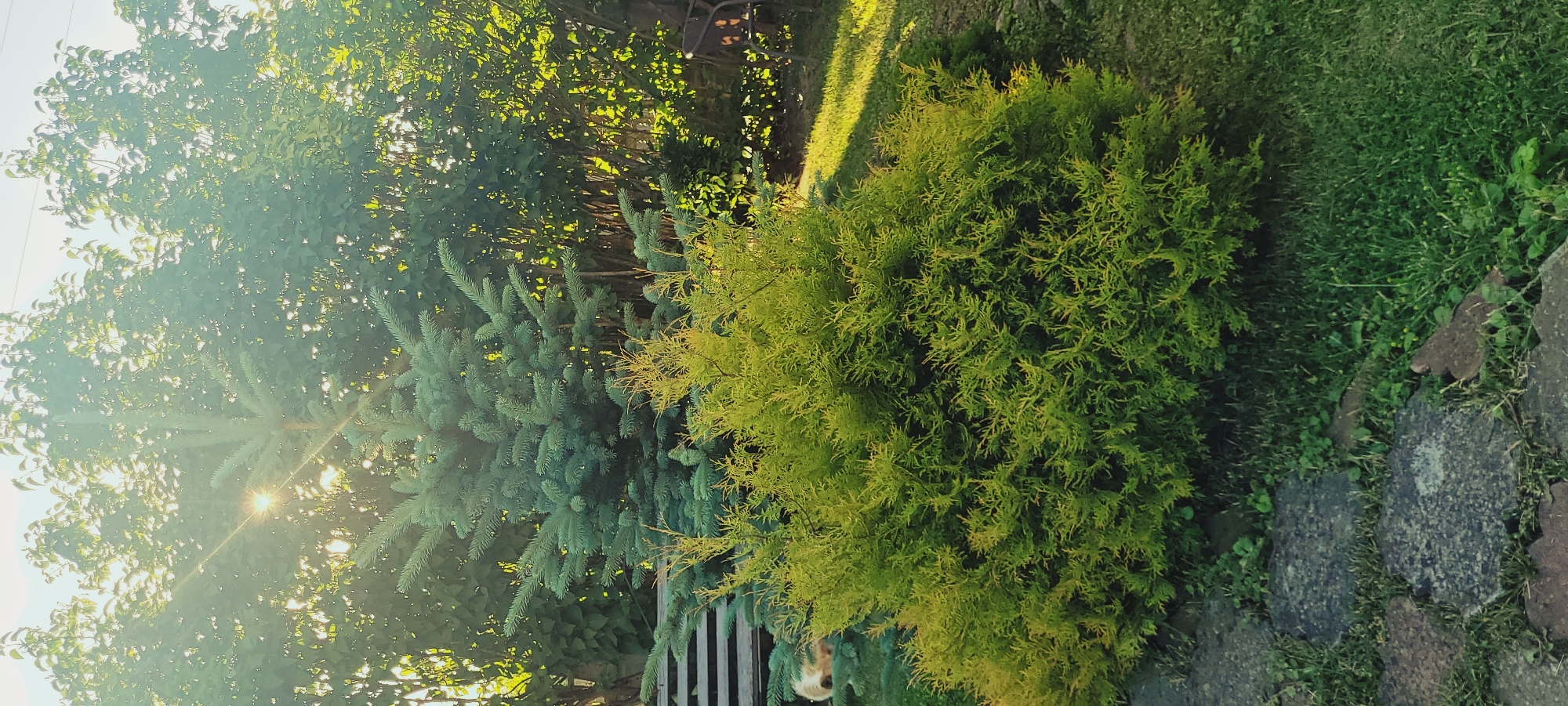 In an outdoor garden setting, a sunbeam pierces through the foliage of trees, casting a lens flare. In the foreground, a vibrant green, bushy shrub dominates the scene. Behind it, a taller, blue-green evergreen tree stands, its branches reaching upwards. The ground is covered in a mix of green grass and stone pavers. In the lower left corner, a small portion of a dog's head, with light-colored fur, is visible peeking out from behind the evergreen tree. The background consists of dense trees and vegetation, bathed in dappled sunlight.