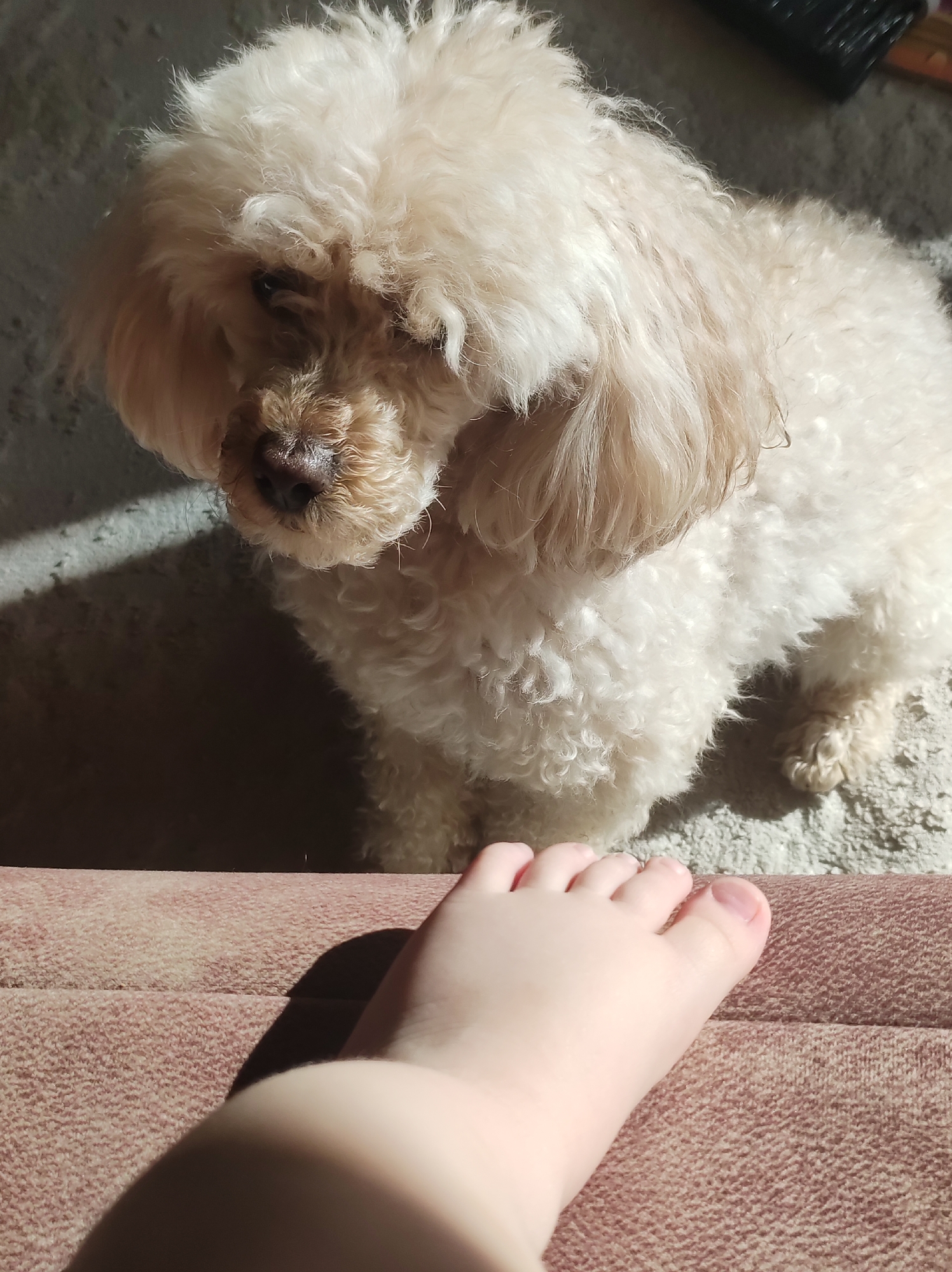 This indoor image captures a light-colored, fluffy dog and a human foot. A small, creamy-white or light beige dog, likely a poodle or poodle mix, is positioned in the midground, looking downwards and slightly to the left. Its curly fur covers much of its face, with its dark nose visible. In the immediate foreground, a child's pale foot with visible toes rests on a reddish-brown, textured surface, possibly an upholstered piece of furniture or a carpeted step. The dog stands on a lighter-colored, textured floor or carpet.
The scene is brightly lit by strong natural sunlight, creating distinct shadows across the floor and the dog's body, indicating it is daytime. The dog appears to be observing something near the foot, creating a calm and contemplative mood. No specific activity is taking place beyond this interaction. In the upper right background, an indistinct dark object can be seen. There is no visible text. The setting is an indoor space located in Chaikovsky, Russia.