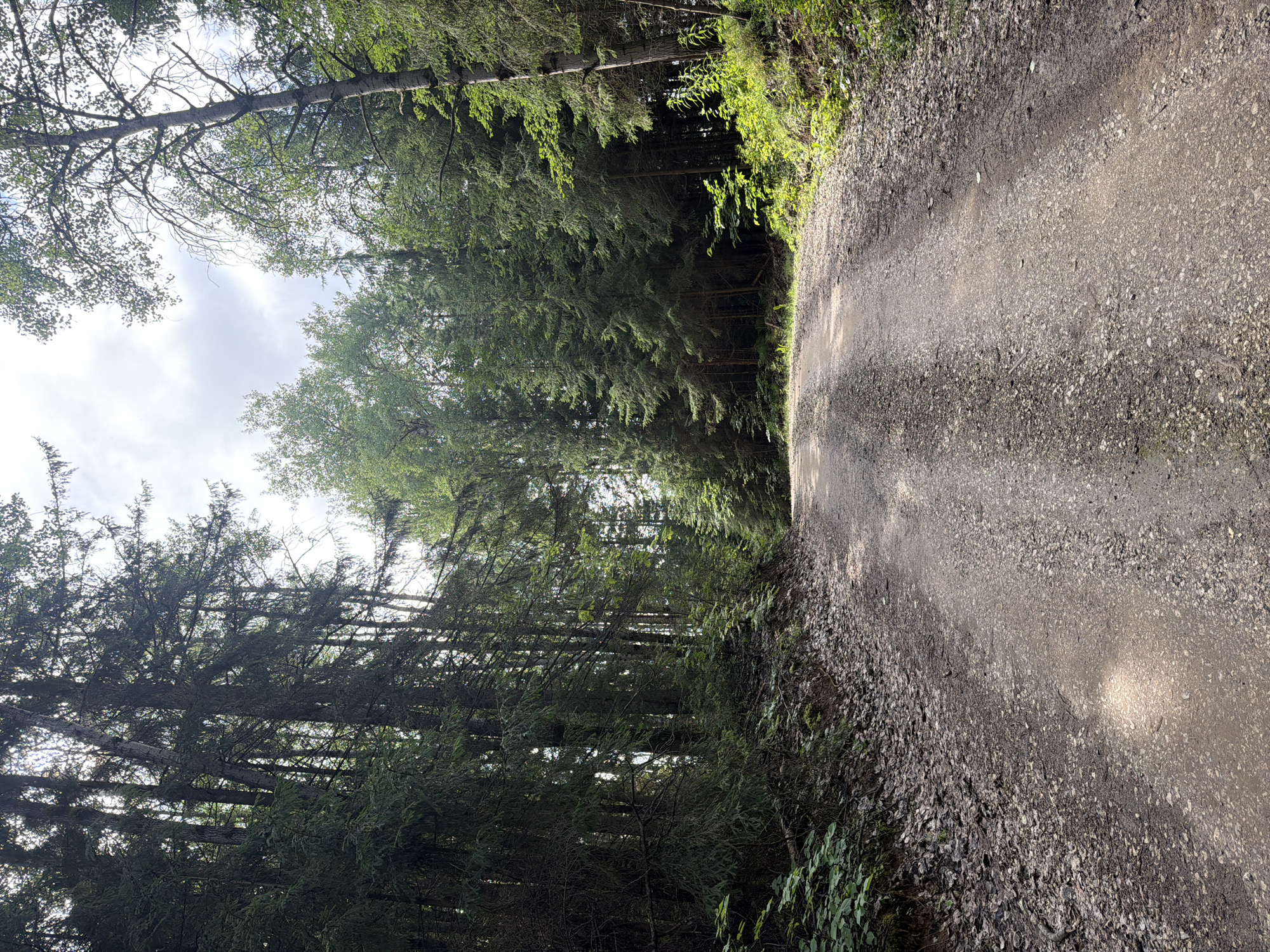 The image depicts a dirt road curving through a dense forest. Tall, dark green coniferous trees and lighter green deciduous trees line both sides of the road, with sunlight filtering through the canopy in places. The ground is covered in gravel, with fallen leaves and some undergrowth visible along the edges. The sky is partly cloudy. The location is identified as a forest road in Chaikovsky, Russia. There are no people or animals visible in the image.