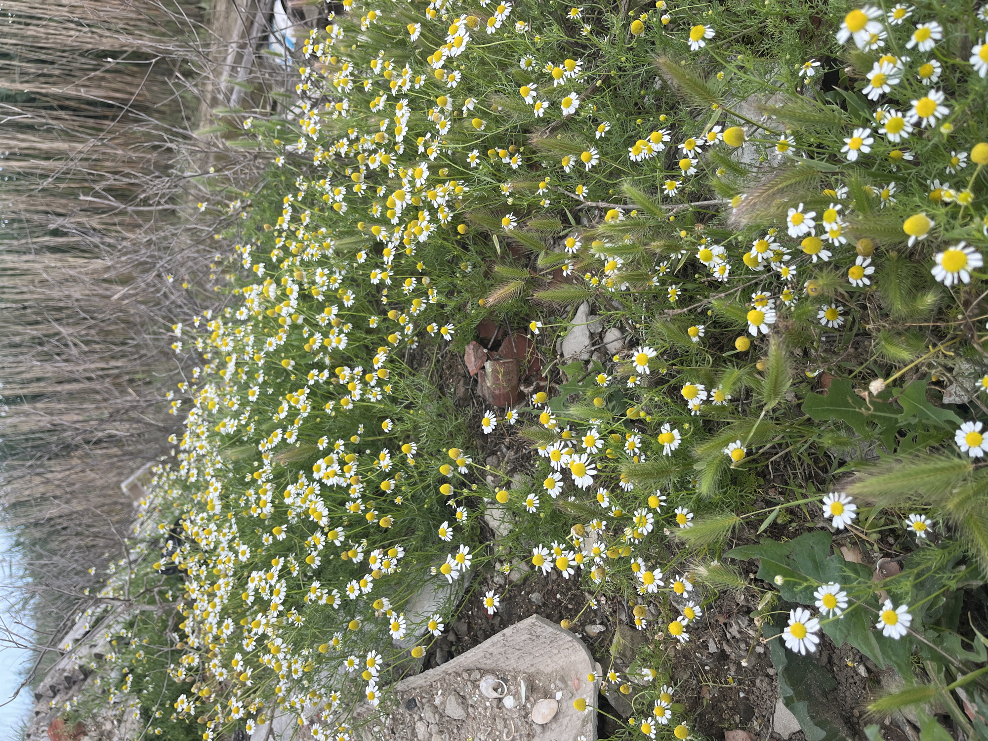 The image shows a dense patch of chamomile flowers mixed with foxtail grass growing near a concrete structure and miscellaneous debris. The location is Kaspiysk, Russia. The chamomile flowers have white petals and yellow centers. The foxtail grass is green and has bristly seed heads. The concrete structure appears fragmented and partially covered with dirt and shells. Debris such as rocks and broken pieces of pottery are scattered around the base of the plants. The background includes some blurry vegetation.