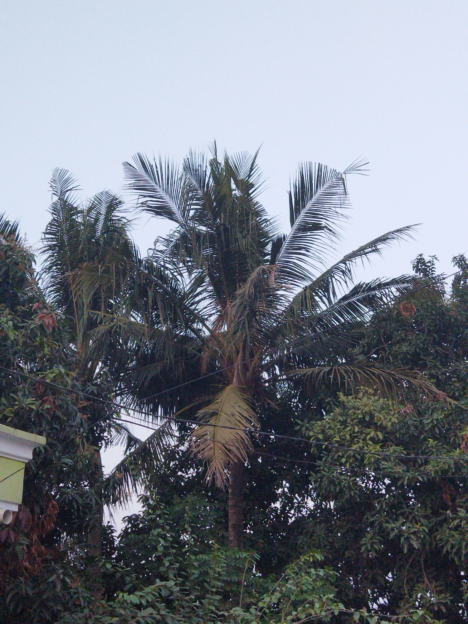 This is a medium-shot, eye-level, outdoor photograph taken in Kosambi, Indonesia. The image features a dense canopy of trees, predominantly palm trees, against a bright, overcast sky. The foreground is dominated by the lush green foliage of various trees, with the prominent fronds of a coconut palm tree extending from the right side of the frame. The fronds are a dark green and appear somewhat dry in places. To the left, a portion of a building with a light green and white facade is visible, along with some dark brown, leafy branches. The overall impression is of a tropical, vegetated environment. There are no people or animals in the image.