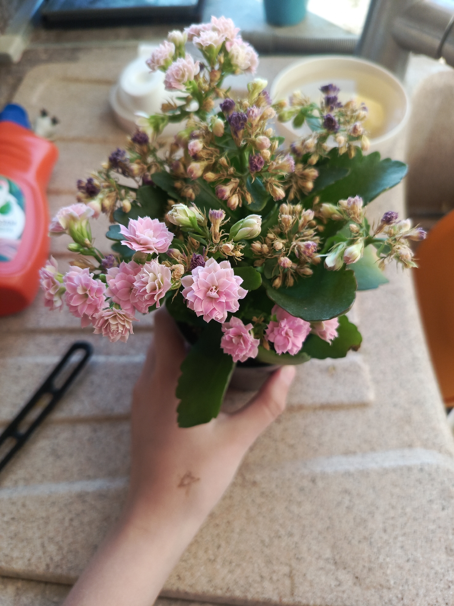 A person's hand holds a small potted plant with pink flowers and dark purple buds. The background is a sink surface, with cleaning supplies (red bottle) and dishes visible. The location is not specified, and no city is mentioned.