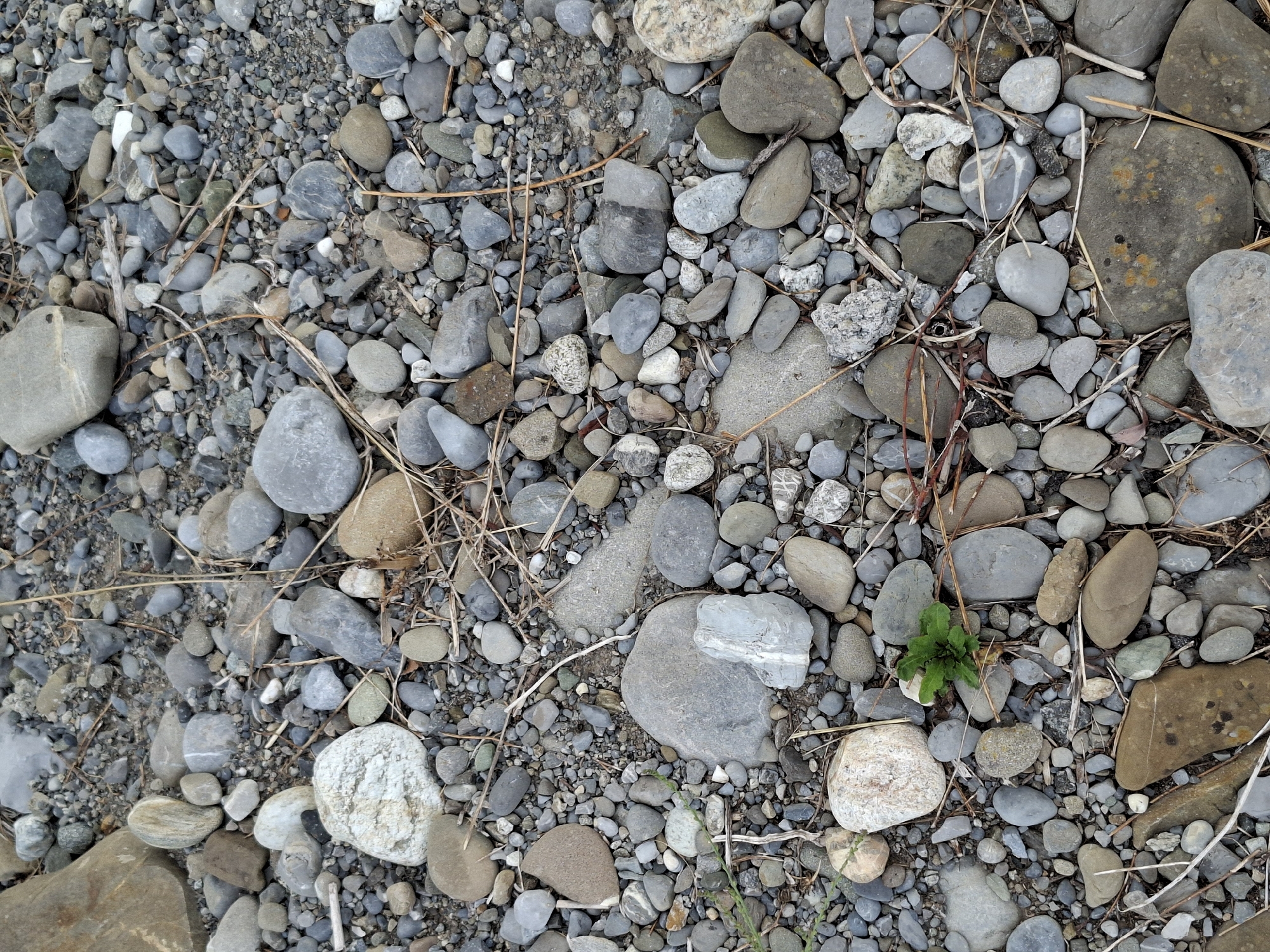 The image is a close-up, overhead view of a ground surface covered with an assortment of rocks and dry vegetation. The rocks vary in size, shape, and color, ranging from small pebbles to larger stones, with shades of gray, brown, white, and black. Some rocks are smooth and rounded, while others are angular. Scattered amongst the rocks are dry, straw-like plant stems and a small patch of green vegetation in the center-left area of the image. The scene appears to be an outdoor environment, possibly a riverbed or a stony path. There are no people or animals visible in the image. The overall impression is one of natural, undisturbed terrain.