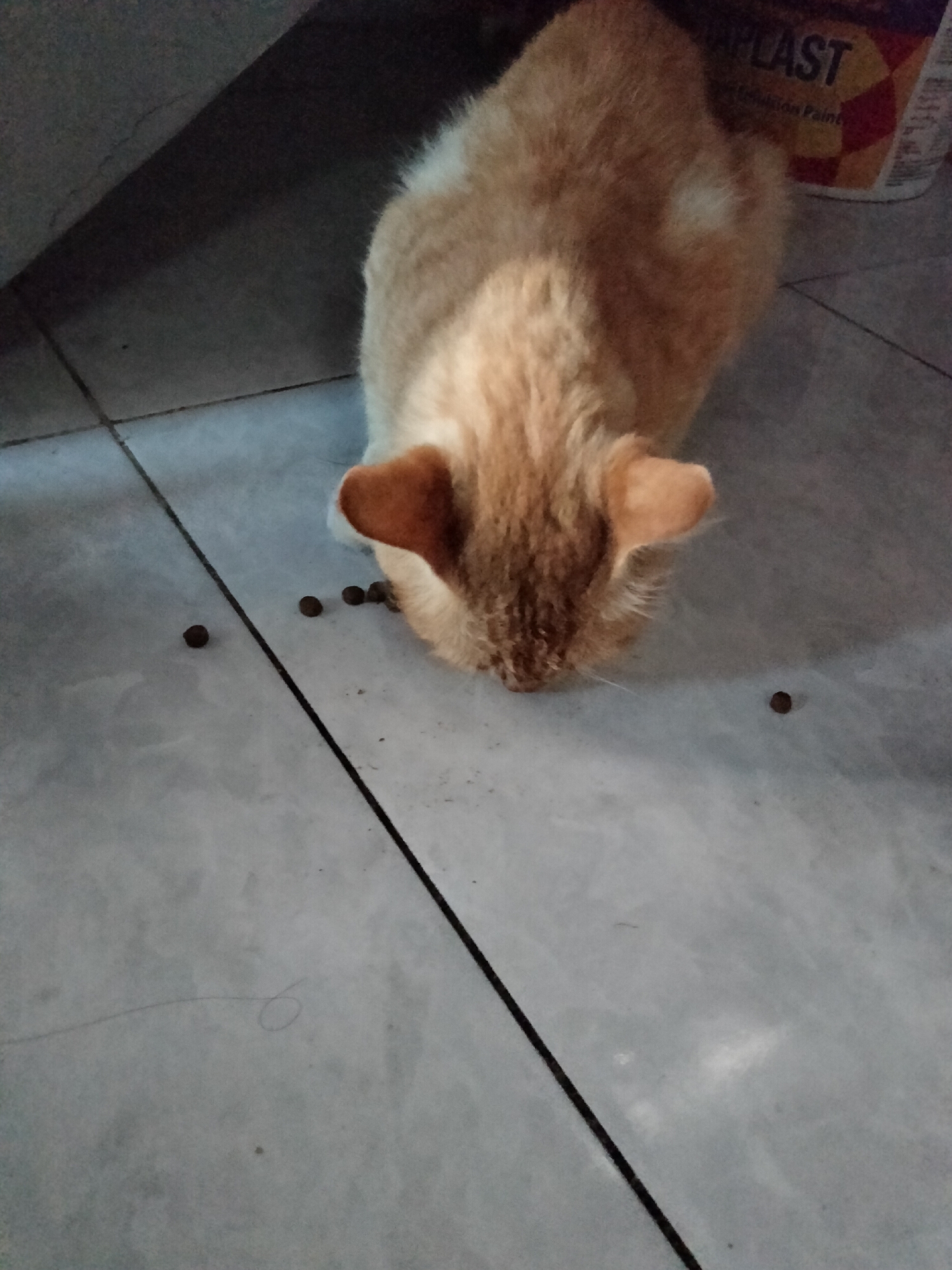 An orange cat with white markings is on a tiled floor, eating dry cat food. The cat is facing downwards, with its head near the food. Several pieces of cat food are scattered on the floor around the cat. In the background, a large container with text that appears to read "APLAST" is visible. The floor tiles are light-colored and laid in a grid pattern. The lighting suggests an indoor environment, possibly a kitchen or dining area. There are no people present in the image.
