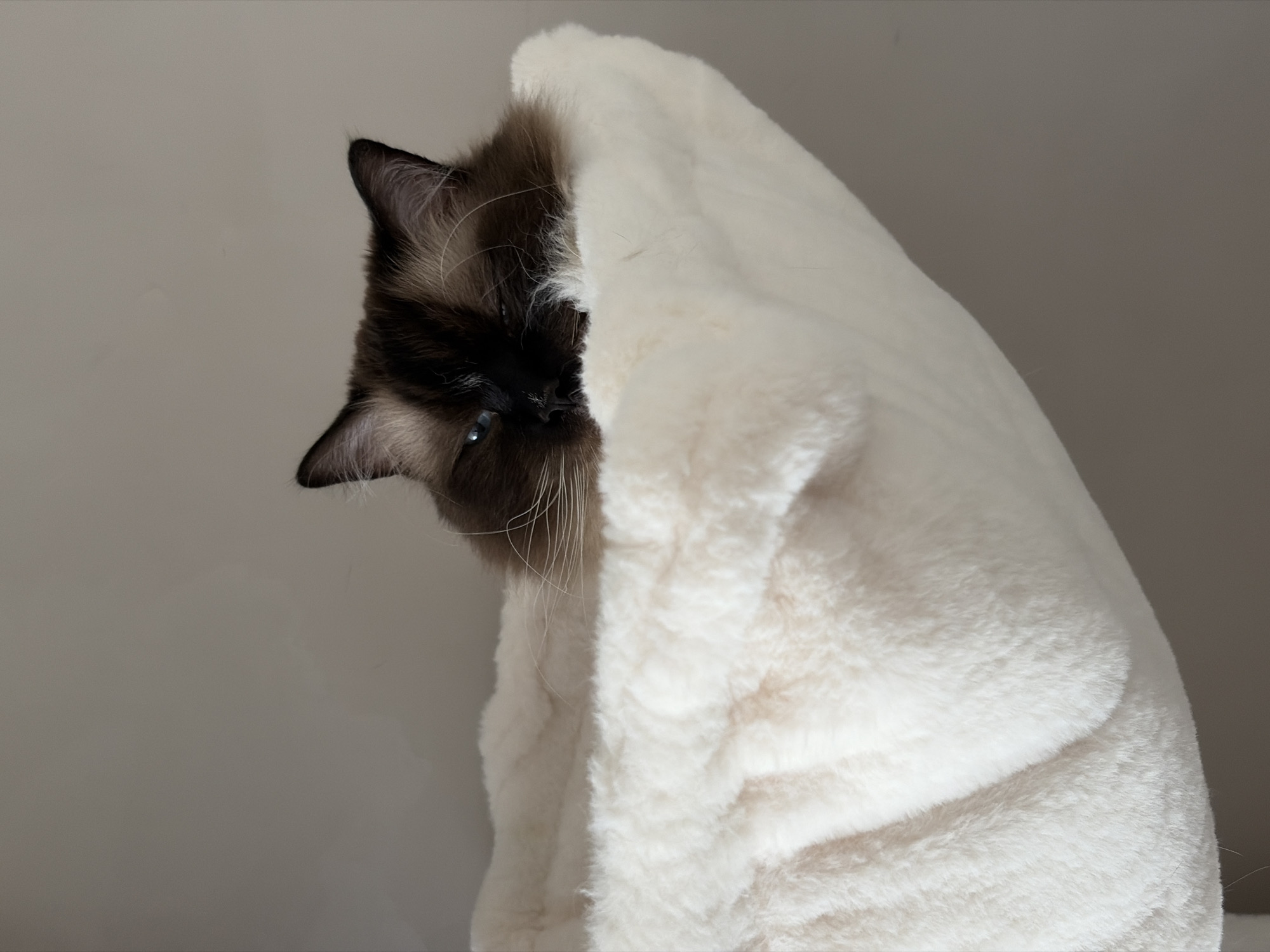 A Ragdoll cat is partially concealed within a white, fluffy material, possibly a blanket or similar soft object. The cat's dark brown and black markings are visible around its ears and face, and one blue eye is peeking out. The background appears to be a plain, light gray wall. The location is not discernible from the image and cannot be specified as Rijswijk, Netherlands.