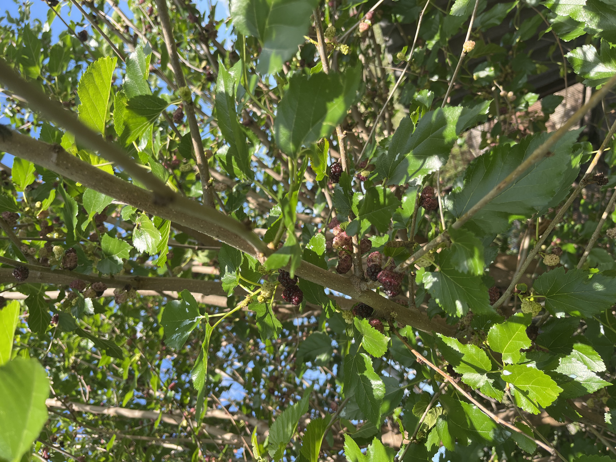 In Bohunove, Ukraine, a close-up, eye-level view captures a mulberry tree heavy with fruit. The branches are laden with a mix of ripe, dark purple mulberries and unripe, light green ones, interspersed with lush green leaves. The sunlight filters through the foliage, creating dappled patterns on the branches and fruit. The background shows a clear blue sky and hints of other trees, suggesting a natural or semi-natural outdoor setting. There are no people or animals visible in the frame.