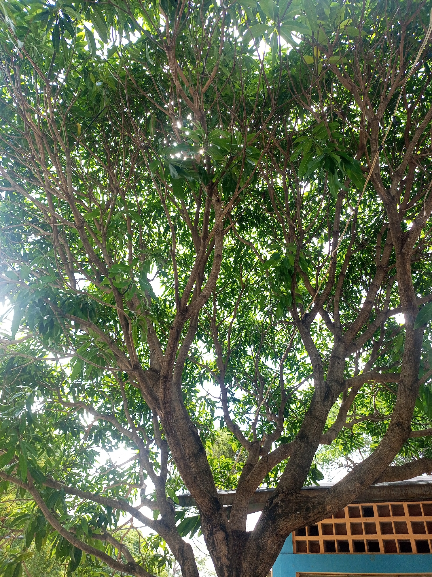 The image depicts a large tree with a thick trunk and numerous branches extending upwards, covered in lush green leaves. Sunlight filters through the canopy, creating bright spots and casting shadows. The lower portion of the image shows a blue structure with a pattern of square openings, suggesting a building or wall. The overall scene appears to be outdoors, likely in a warm climate given the foliage. Based on the reference to Santa Ana, Venezuela, this scene could be a street, park, or residential area within that city. There are no people or specific actions captured in the image.