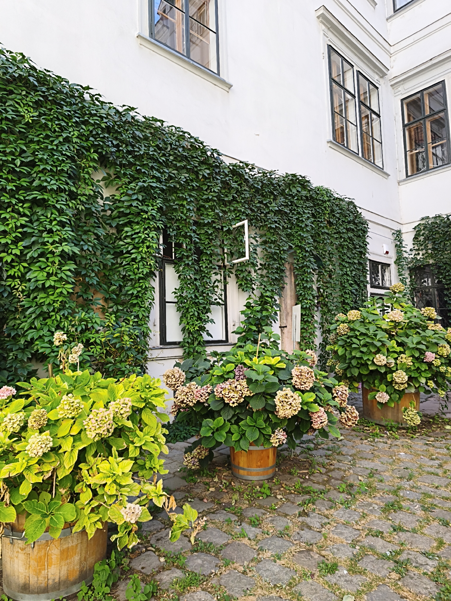 The image depicts an inner courtyard of a building in Vienna, Austria. A white building with large, multi-paned windows surrounds the courtyard. The walls are heavily covered in green ivy, creating a lush, naturalistic atmosphere. In the foreground, several large potted hydrangeas are visible. The hydrangeas have large flower heads in shades of green, yellow, and pink. The courtyard floor is paved with cobblestones, with small patches of grass growing between them. The scene is tranquil and well-maintained, suggesting a private garden or the grounds of a historic building.