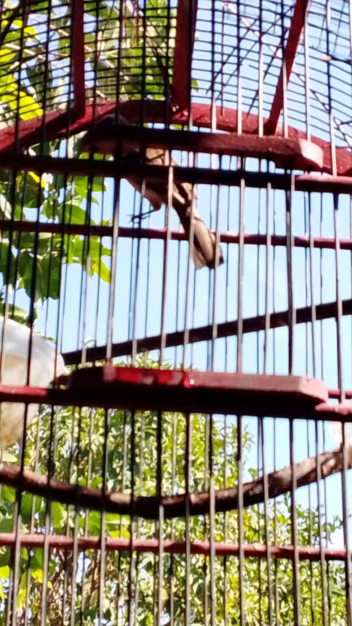 A bird cage, painted red and brown, is pictured from the inside, looking outwards. Through the bars, a bright blue sky and lush green foliage are visible. A bird with brown and white plumage is perched on a branch inside the cage. The image appears to be taken in Lawu, Indonesia.