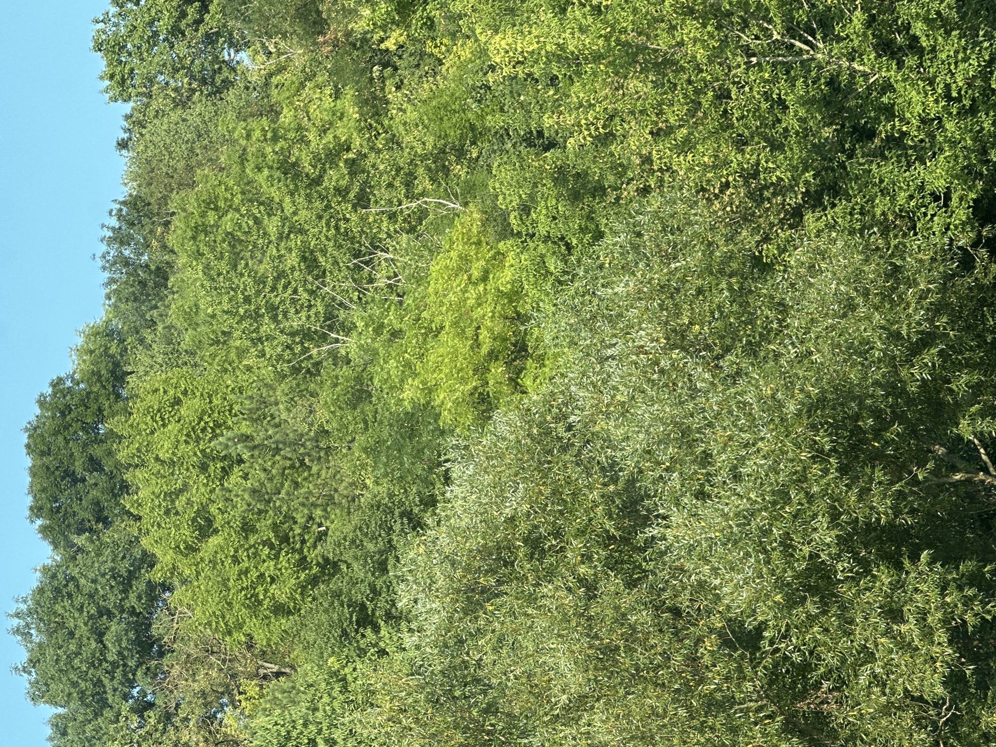 The image depicts a dense canopy of lush green trees against a clear blue sky. The trees are varied in species and density, with some appearing more mature and larger than others. The foliage creates a textured surface, with lighter and darker shades of green indicating differences in leaf type, light penetration, and tree height. The overall scene is one of natural abundance and appears to be a section of a forest or a heavily wooded area. There are no people or man-made objects visible in the image. The description is limited to what can be observed within the frame and does not contain any assumptions about the location in Makiv, Ukraine, as this information is not visually present.