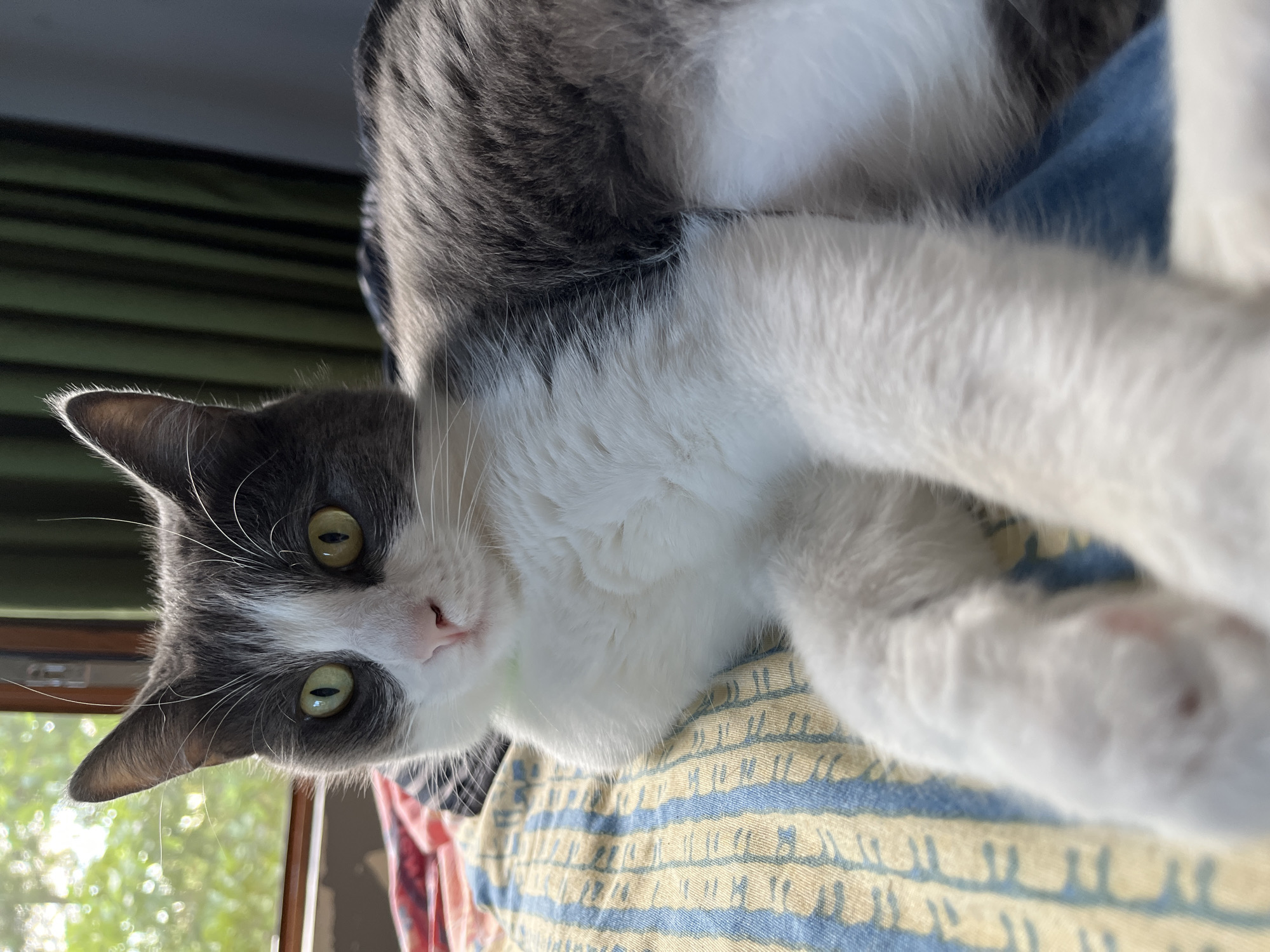 The image shows a close-up, high-angle shot of a grey and white cat lying on a bed. The cat has bright green eyes, a pink nose, and white whiskers. Its fur is short to medium in length, with grey markings on its head, back, and tail, and white fur on its chest, belly, and paws. The cat is positioned on a bed with striped bedding, featuring a pattern of thin yellow and blue lines. In the background, a window is visible with green curtains and sunlight streaming through, illuminating the cat. The scene appears to be indoors, in a residential setting. This image was taken in Ureki, Georgia.