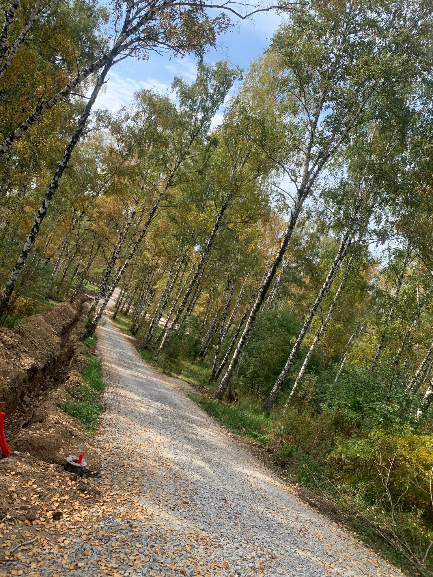 The image shows a gravel path winding through a birch forest. The trees are mostly tall and slender with white bark, and many have yellowing leaves, suggesting it is autumn. The path is covered with loose gravel and fallen leaves. On the left side of the path, there is a disturbed area of earth with a trench dug into it. Red pipes and a small gray object with a red cap are visible in the trench. The sky is visible through the trees and is partly cloudy. The scene appears to be in a natural or semi-natural environment, possibly a park or forest on the outskirts of a settlement. There are no people visible in the image.
This image is not taken in Prokopyevsk, Russia. It depicts a natural scene that could be found in many temperate regions with birch forests during the autumn season.