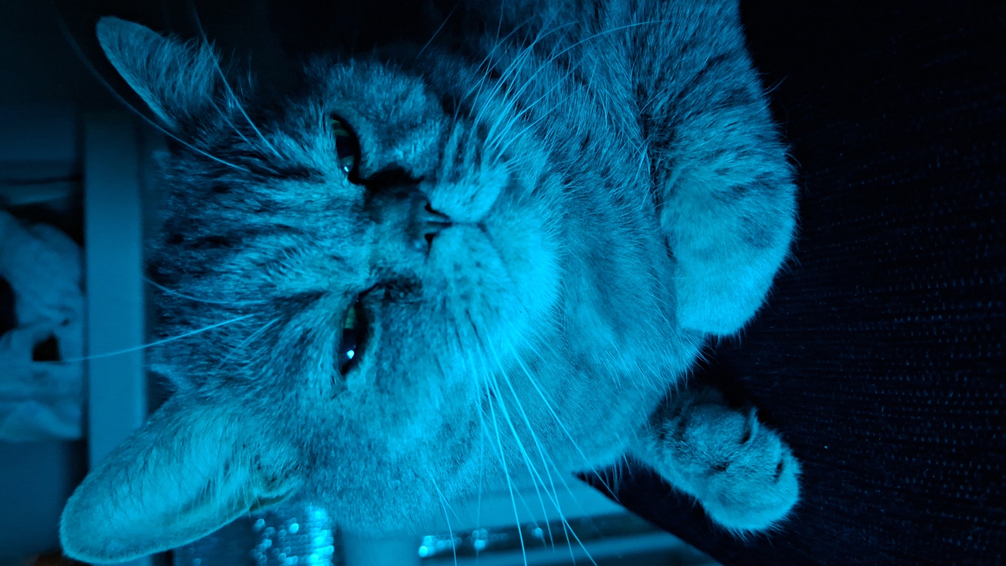 A close-up, upside-down portrait features a domestic cat, likely a tabby with grey fur, illuminated by a strong blue light. The blue light casts a prominent cyan hue across the cat's fur, revealing patterns and details on its coat. Its eyes, partially open and appearing green under the lighting, are directed towards the upper left of the frame. Long, bright whiskers extend from its muzzle, prominently catching the blue light. The cat's head is tilted, and two paws are visible on the right side, resting on a dark, textured surface, possibly fabric or upholstery. The background to the left is blurred, showing out-of-focus light sources or reflections, creating a bokeh effect. The scene is set indoors, likely at night or in a dimly lit room, with the artificial blue lighting establishing a distinct atmosphere. No text is visible in the media file. The provided location context for the image is Chaikovsky, Russia.