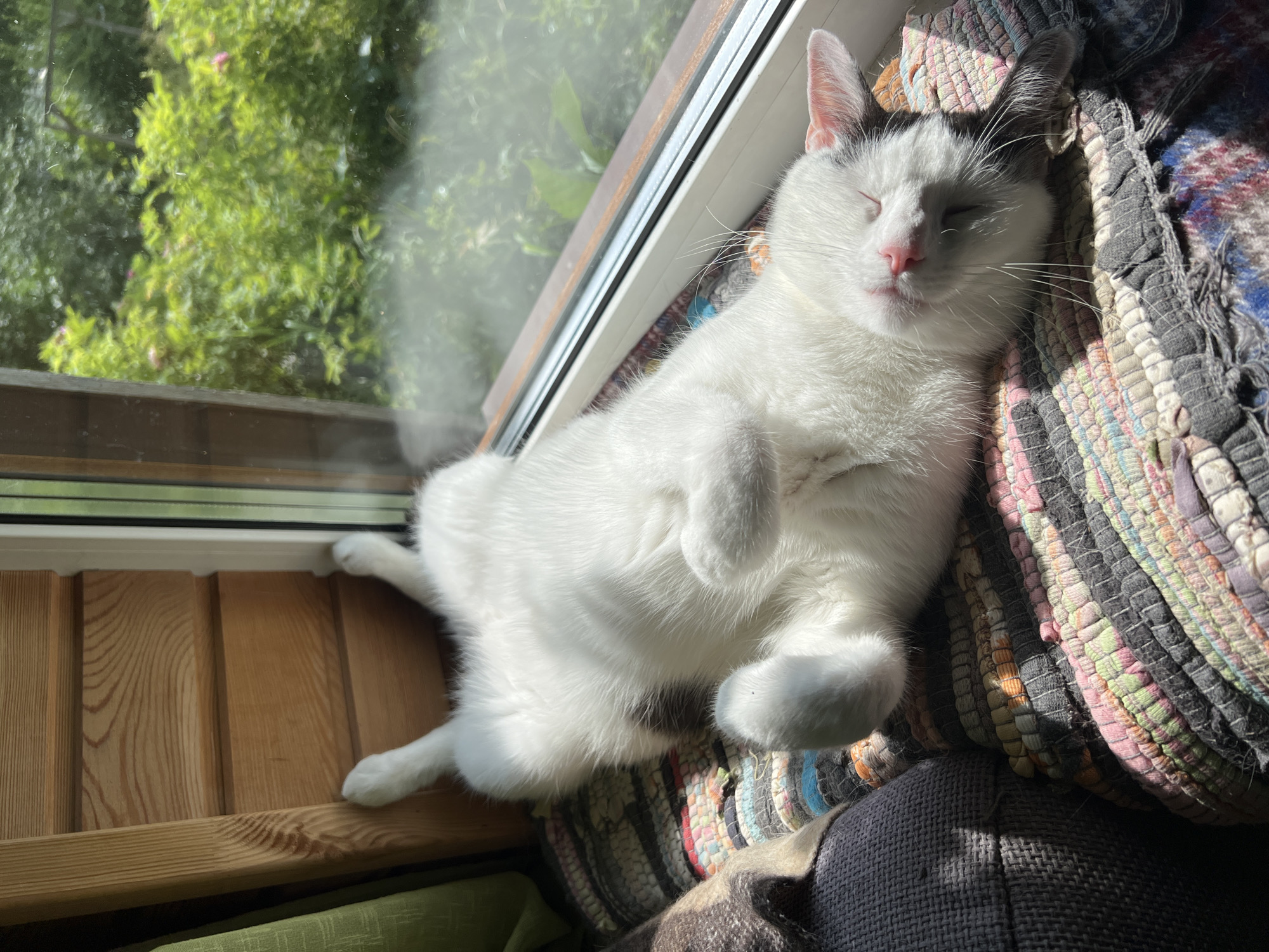 A white cat with gray markings on its head is sleeping on its back on a colorful woven rug. The rug is placed on a windowsill. Sunlight streams in from the right, casting shadows on the cat and rug. Outside the window, green foliage is visible. To the left of the cat, part of a dark gray couch or armchair is visible, along with a wooden structure. The scene appears to be indoors, with the windowsill providing a view of the outdoors. The cat is relaxed and appears to be enjoying the sun. The overall impression is one of peaceful domesticity.
