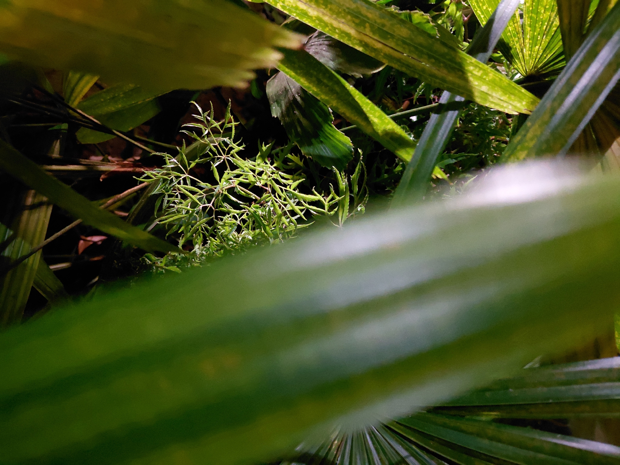 The image captures a close-up view of lush green foliage, likely a garden or a natural area, with a focus on several different types of leaves. In the foreground, a large, out-of-focus green leaf dominates the left side of the frame, its parallel veins clearly visible. To the right of this, a delicate, fern-like plant with intricate branching stems and small, pointed leaves is in sharp focus. Behind this, larger, broader leaves are visible, some with yellow variegation, catching the light. The background is dark, suggesting it might be evening or a shaded area. The overall impression is one of dense vegetation. This image appears to have been taken in a garden in Denpasar, Indonesia, given the tropical plant life.