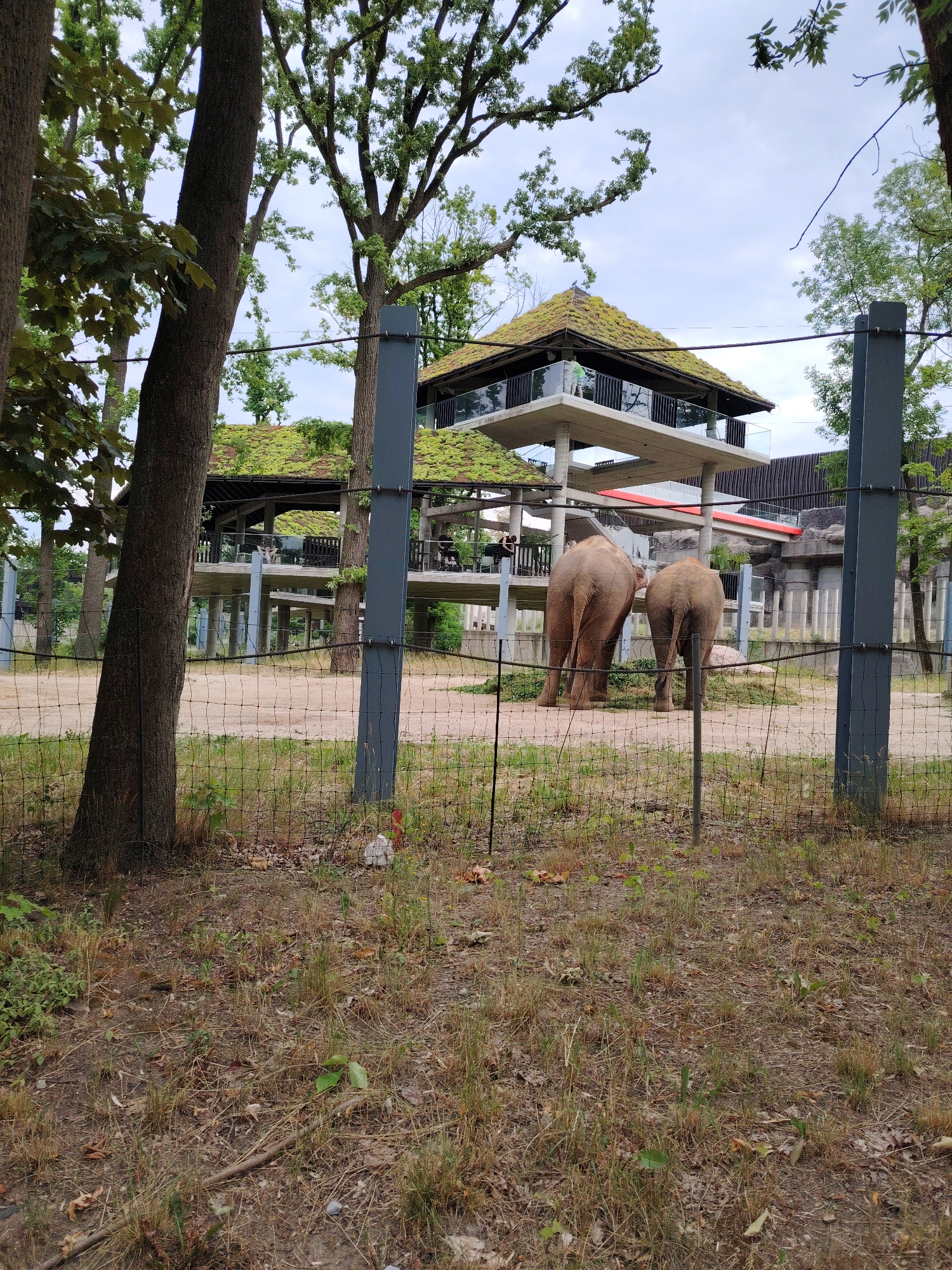 The image depicts an outdoor enclosure at a zoo, likely in Łódź, Poland, featuring two elephants. The elephants, one larger than the other, are seen from behind, standing on a sandy ground with scattered vegetation. In the background, a modern building complex with distinctive green, vegetated roofs is visible. This structure appears to be elevated, with walkways and observation areas. Trees surround the enclosure, with some prominently in the foreground, framing the scene. A wire fence separates the viewer from the enclosure. The sky is overcast, suggesting a cloudy day. The overall impression is one of a naturalistic, yet architecturally integrated, zoo habitat.