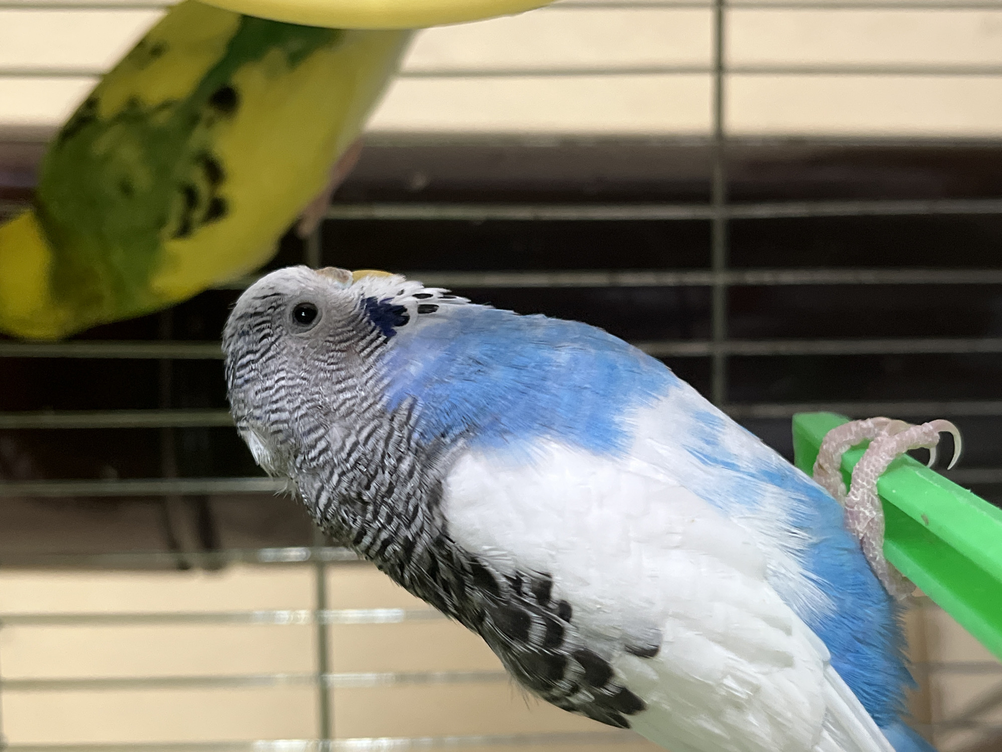 A close-up shot shows two budgerigars in a cage. One budgerigar is primarily yellow and green and is positioned in the upper left corner of the image, partially out of focus. The second budgerigar is in focus, primarily blue and white with black markings on its head and back. It is perched on a green plastic bar. The cage bars are visible in the background, with a blurry, neutral-toned wall behind them. The specific location in Shumen, Bulgaria, is not discernible from the image.
