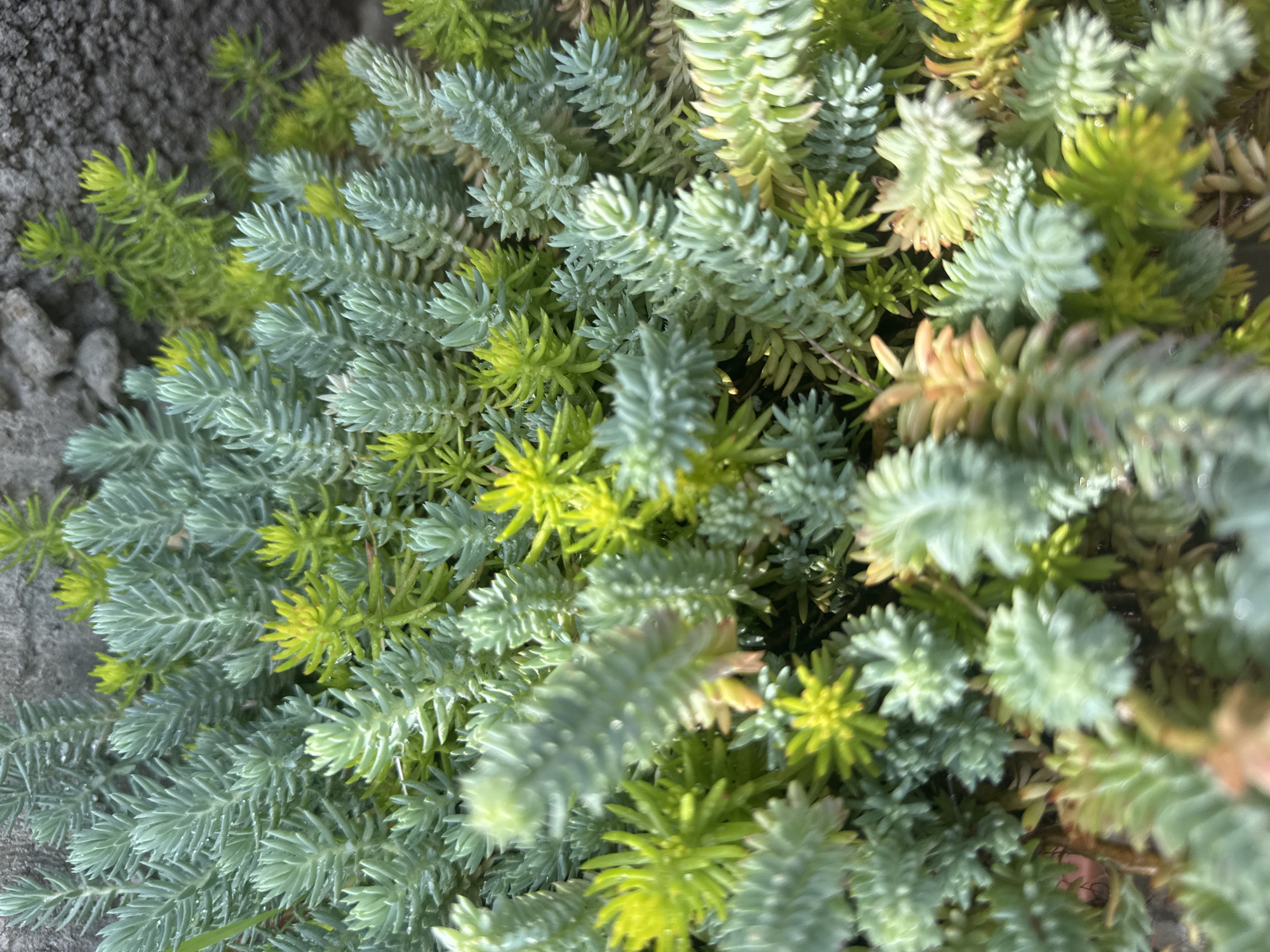 The image shows a close-up, overhead view of a cluster of Sedum plants, commonly known as stonecrop. The plants have fleshy, needle-like leaves that are arranged in a dense, trailing habit. The colors of the foliage range from a dusty blue-green to a bright lime green, with some stems showing hints of reddish-brown, suggesting seasonal change or stress. The plants are growing in what appears to be a rocky or gravelly substrate, with a textured, gray surface visible in the upper left corner, possibly a wall or stone. There are no people or animals present in the image, nor any explicit indication of an urban environment beyond the possibility of the textured surface being man-made. The lighting suggests it is daytime, with some areas of shadow and highlight across the foliage. The image is taken in Sochi, Russia, in a context of urban landscaping or a garden setting.