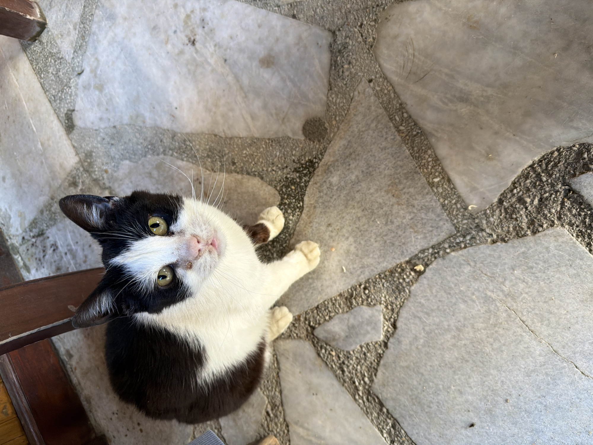 An upward-angled photograph captured in Цигов чарк, Bulgaria, depicts a black and white tuxedo cat positioned centrally on a paved outdoor surface. The cat is seated upright, facing the viewer with its head tilted slightly upward. It possesses prominent yellowish-green eyes with vertical pupils, a pink nose with a small brownish mark on its left side, and its mouth is slightly agape, revealing a portion of its pink tongue. White whiskers radiate from its muzzle. The cat's fur pattern includes a white chest, belly, paws, and face, contrasting with black fur on its back and ears.
The ground consists of irregularly shaped, light-toned stone or marble slabs, possibly white or light grey, set into dark, coarse aggregate grout. Minor cracks and dirt specks are visible on both the stone surfaces and within the grout lines. In the upper left background, a dark brown wooden object, likely a furniture leg, is partially visible. Another similar dark brown wooden object is present in the upper right background. The scene is illuminated by natural light, consistent with an outdoor or semi-outdoor setting.