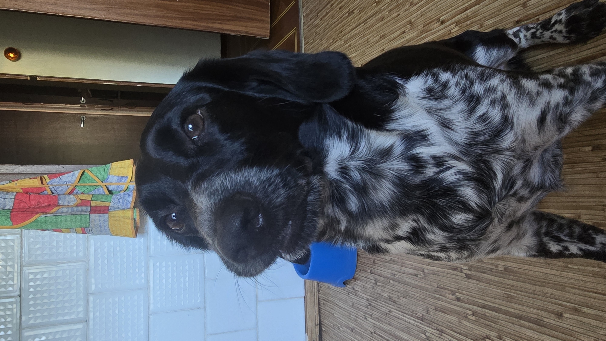 A black and white spotted dog is sitting on a wooden floor. The dog is looking to the left with its mouth slightly open. In the background, there is a tiled wall and a colorful blanket hanging on it. There is also a blue plastic bowl on the floor. The environment appears to be indoors.