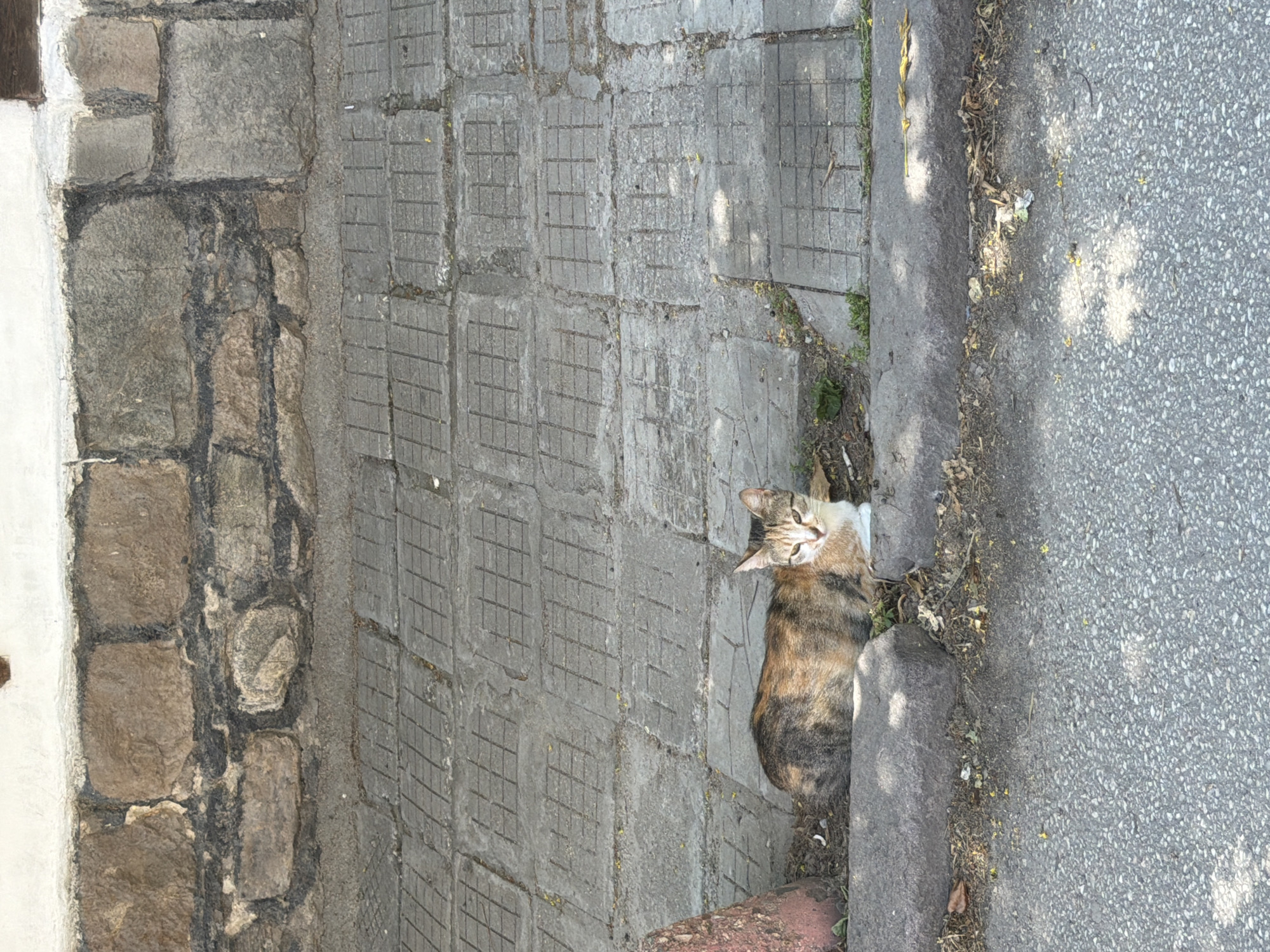 A calico cat is resting on the edge of a paved area next to a street. The cat, with patches of orange, black, and white fur, is lying down with its head turned towards the viewer. The ground is covered with rough concrete slabs that have a grid pattern, and to the right of the slabs is a grey asphalt street. A low concrete curb separates the paved area from the street. Scattered dry leaves and small debris are present along the curb. Sunlight casts dappled shadows on the ground, suggesting it is daytime. The scene appears to be outdoors, possibly in an urban or semi-urban environment in Pazardzhik, Bulgaria, given the context. The cat seems relaxed. No visible text is present in the image.