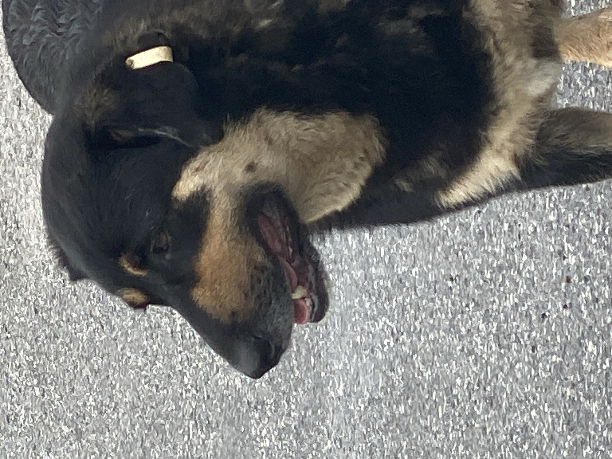 A medium-sized, black and tan dog with a yellow tag on its ear stands on a textured gray surface. The dog's mouth is partially open, revealing its teeth and tongue. The background is a blurred, gray, textured surface. The scene does not contain any discernible elements that would indicate its location within Novokuznetsk, Russia.