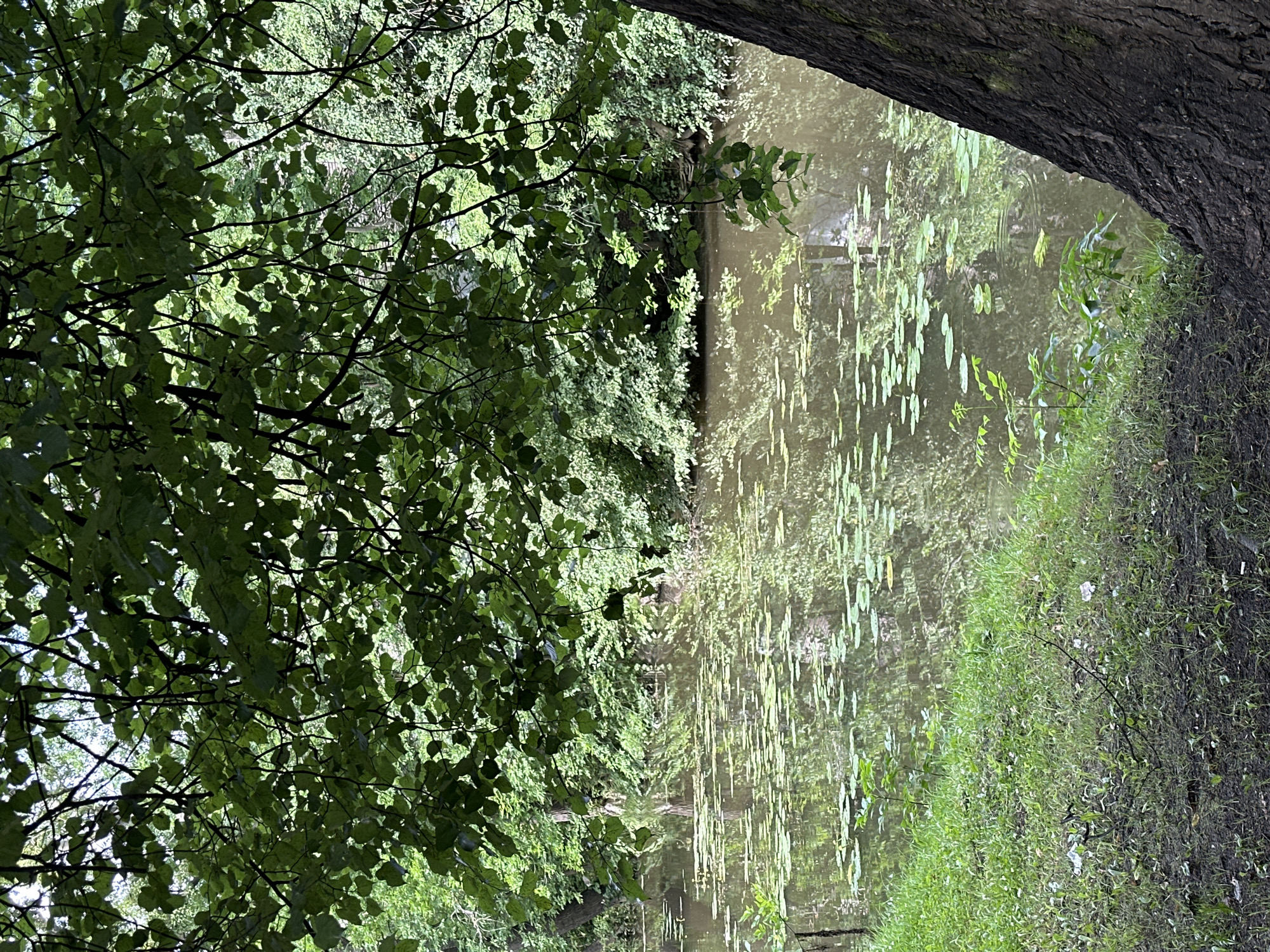 The image depicts a tranquil canal or riverbank in Saint Petersburg, Russia, likely during the summer season given the lush greenery. In the foreground, the rough bark of a large tree trunk is visible on the right side, partially obscuring the view. Lush green grass covers the bank, with some patches of exposed dark soil and small saplings. The water body is calm and reflects the surrounding foliage. Numerous lily pads dot the surface of the water, interspersed with the ripples of the water. Dense green trees and vegetation line the opposite bank, creating a natural, somewhat overgrown appearance. Overhanging branches from a tree in the upper left frame cast shadows on the scene, contributing to a dappled light effect. The overall atmosphere is one of natural serenity and quietude, characteristic of many of the city's parks and waterways.
