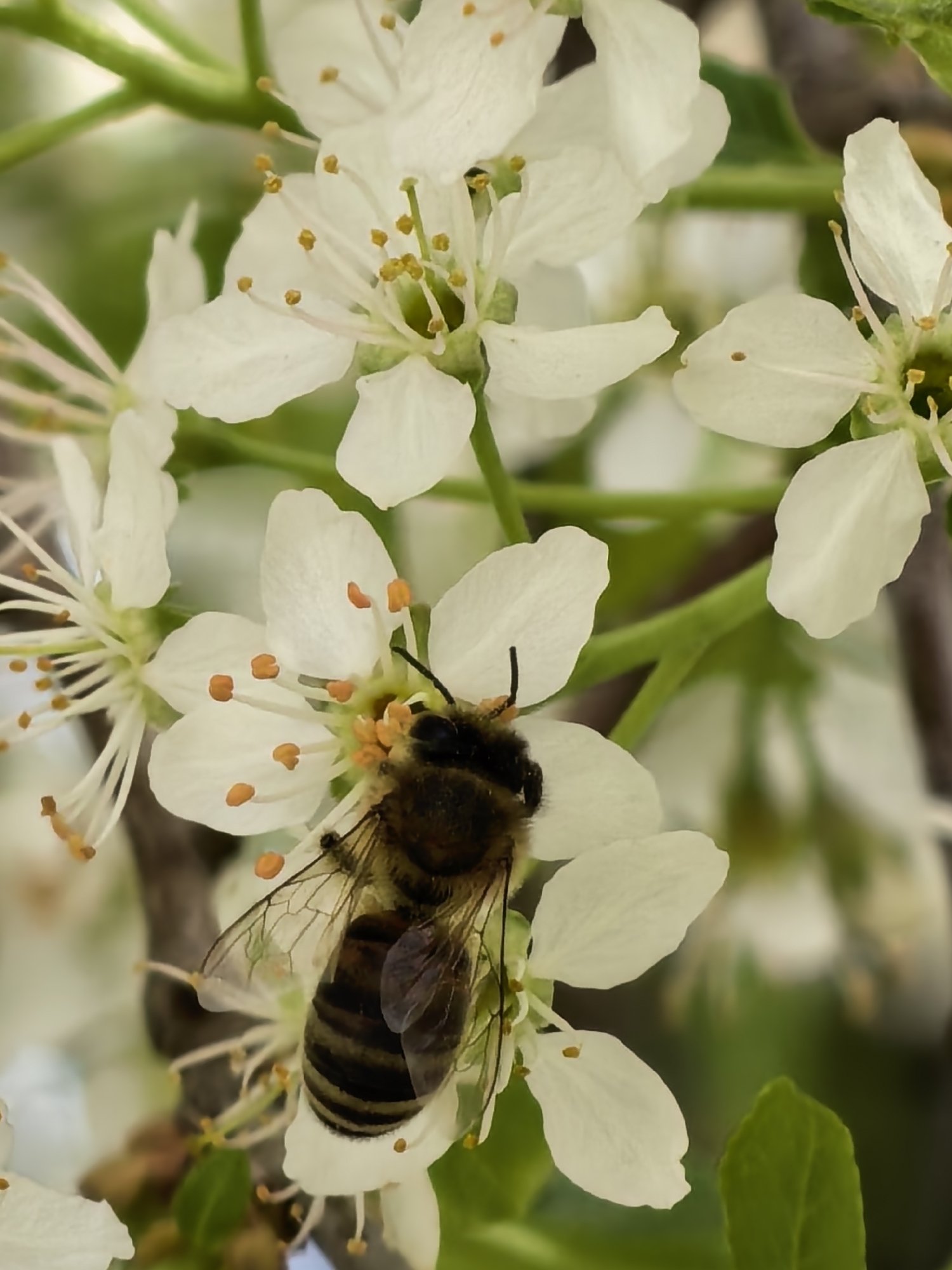A close-up shot depicts a bee perched on a white flower, part of a cluster of similar blossoms, with green foliage in the background. The bee is clearly detailed with its striped abdomen and delicate wings. The flower it occupies displays prominent stamens dusted with what appears to be pollen. The environment suggests an outdoor setting, likely a garden or orchard, during spring or early summer.