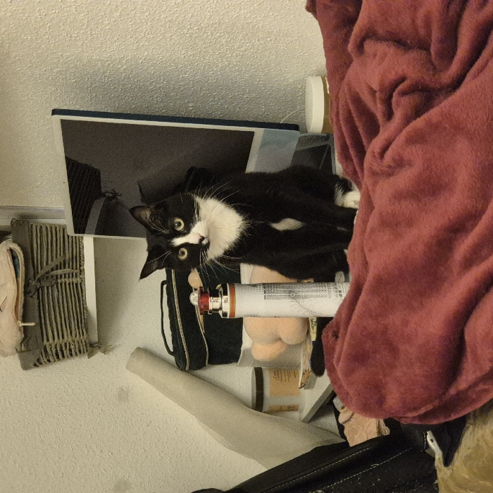 A black and white cat sits atop a cluttered shelf. The shelf holds a book, a container, a black bag, a tube, and other indiscernible items. A burgundy fabric drapes over the right side of the shelf, partially obscuring the view. The cat looks directly at the camera with wide, green eyes. The background is a plain white wall.