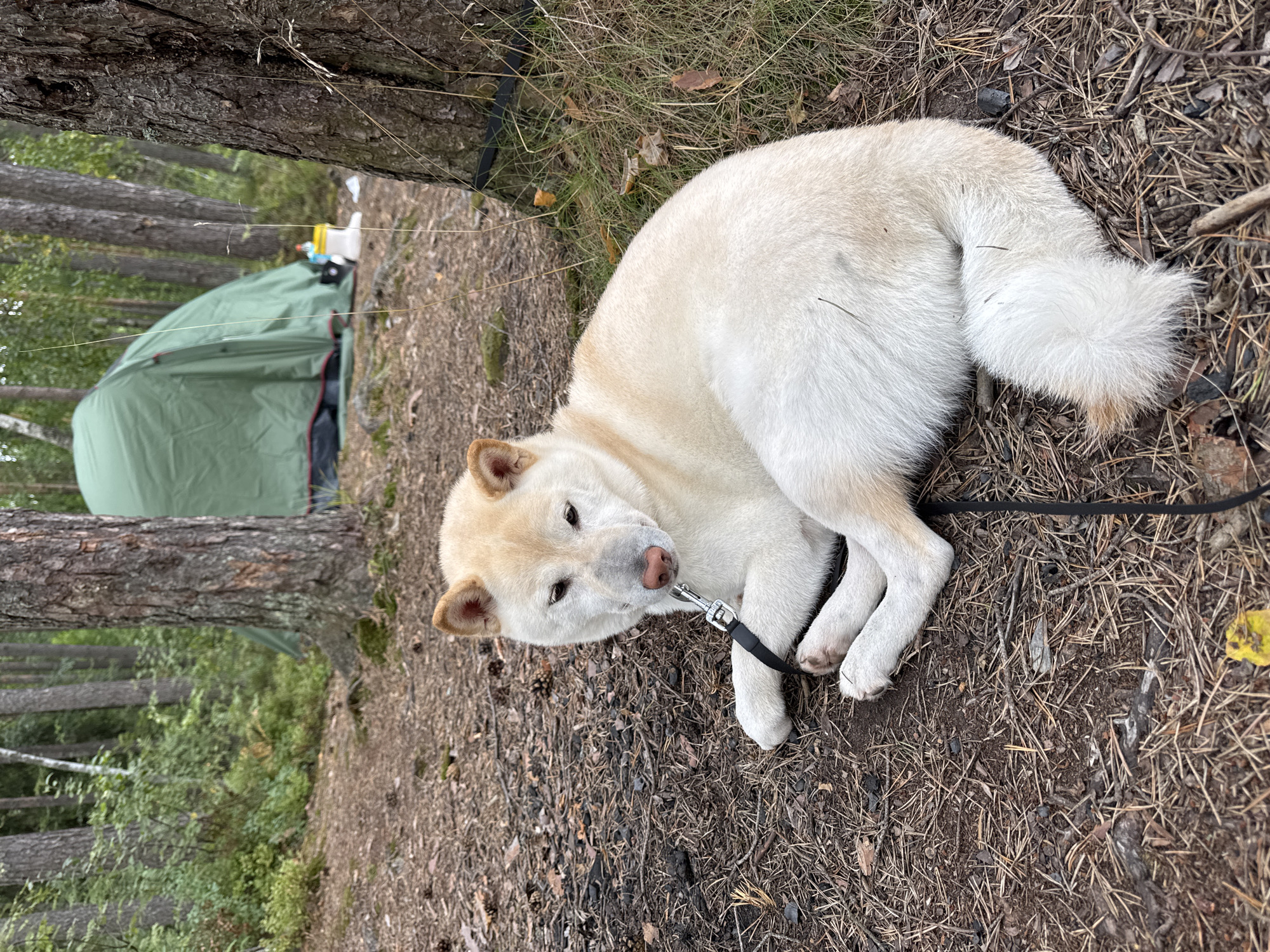 A light-colored dog with tan ears lies on its side on the forest floor, which is covered in pine needles and dirt. A black leash is attached to its collar. In the background, a green tent is set up among trees, with some equipment visible near it. The scene appears to be a campsite in a forest in Lekhtusi, Russia.