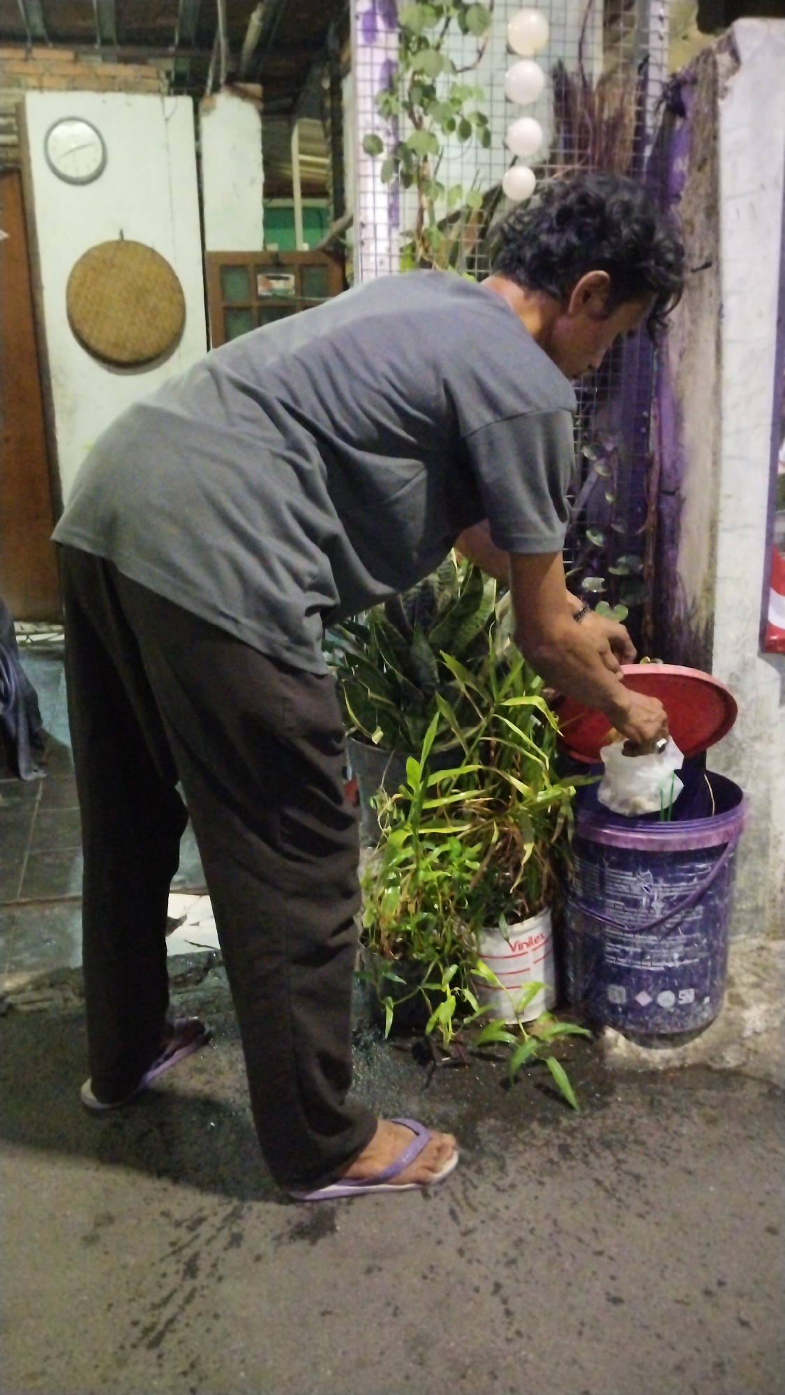 A medium shot captures a person wearing a grey t-shirt and dark pants, bending over to discard a white plastic bag into a large purple bucket with a red lid. The person is wearing purple flip-flops. The scene appears to be outdoors, possibly in an alley or near a building entrance. To the left of the person, a white door is visible with a circular clock mounted on it and a round, woven object hanging below. Several potted plants are present, including a tall snake plant and smaller leafy plants. The ground is wet and shows water splashes. In the background, part of a brick wall and some vertical poles can be seen, along with hanging white circular objects. The lighting suggests it may be dusk or nighttime. The location is identified as South Tangerang, Indonesia.