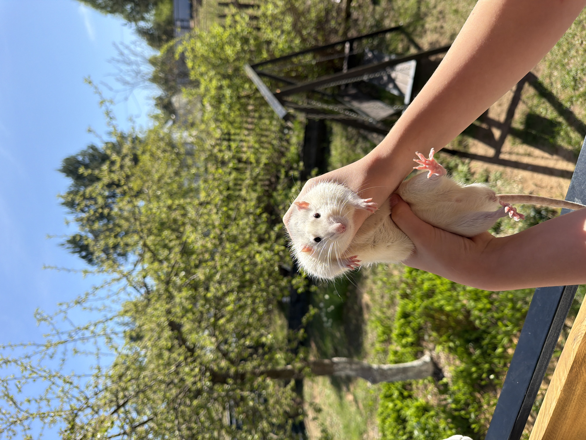 A light-skinned person holds a white rat in their hands. The background shows greenery, trees, and a blue sky. The location of Dubovaya, Russia cannot be determined from the image.