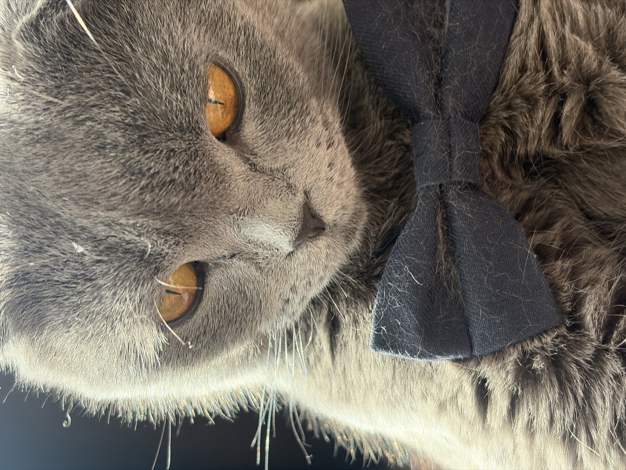 A close-up, slightly tilted, high-angle shot features a gray cat wearing a dark blue bow tie. The cat's face, predominantly gray, has short, dense fur. Its eyes are a striking amber color with narrow, vertical pupils. The nose is small and triangular, matching the gray fur. The bow tie is positioned on the cat's right side. The fur around the bow tie appears longer and a mix of gray and brown shades. There is no indication of the city of Saint Petersburg, Russia, in this image. The image focuses solely on the cat and bow tie.