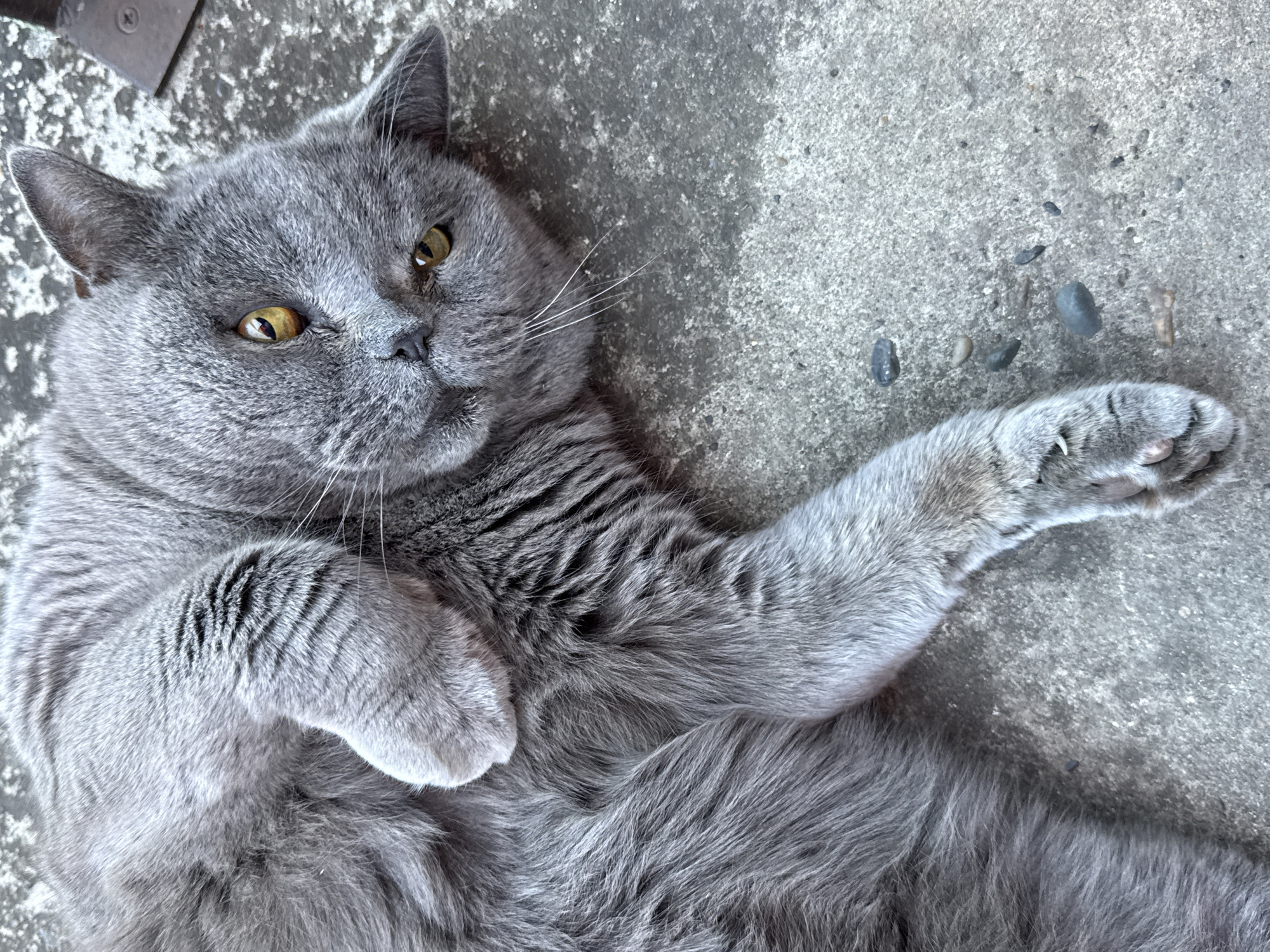 A British Shorthair cat is lying on its back on a concrete surface. The cat has thick, gray fur and yellow eyes. Its front paws are extended, and its claws are visible on its right paw. The concrete surface is rough and gray, with a few small pebbles scattered on it. The lighting suggests it is daytime, with the sun casting soft shadows. The cat appears relaxed and comfortable. The scene is set outdoors, likely in a residential area given the concrete and pebbles, possibly a yard or patio. There is no visible text in the image.