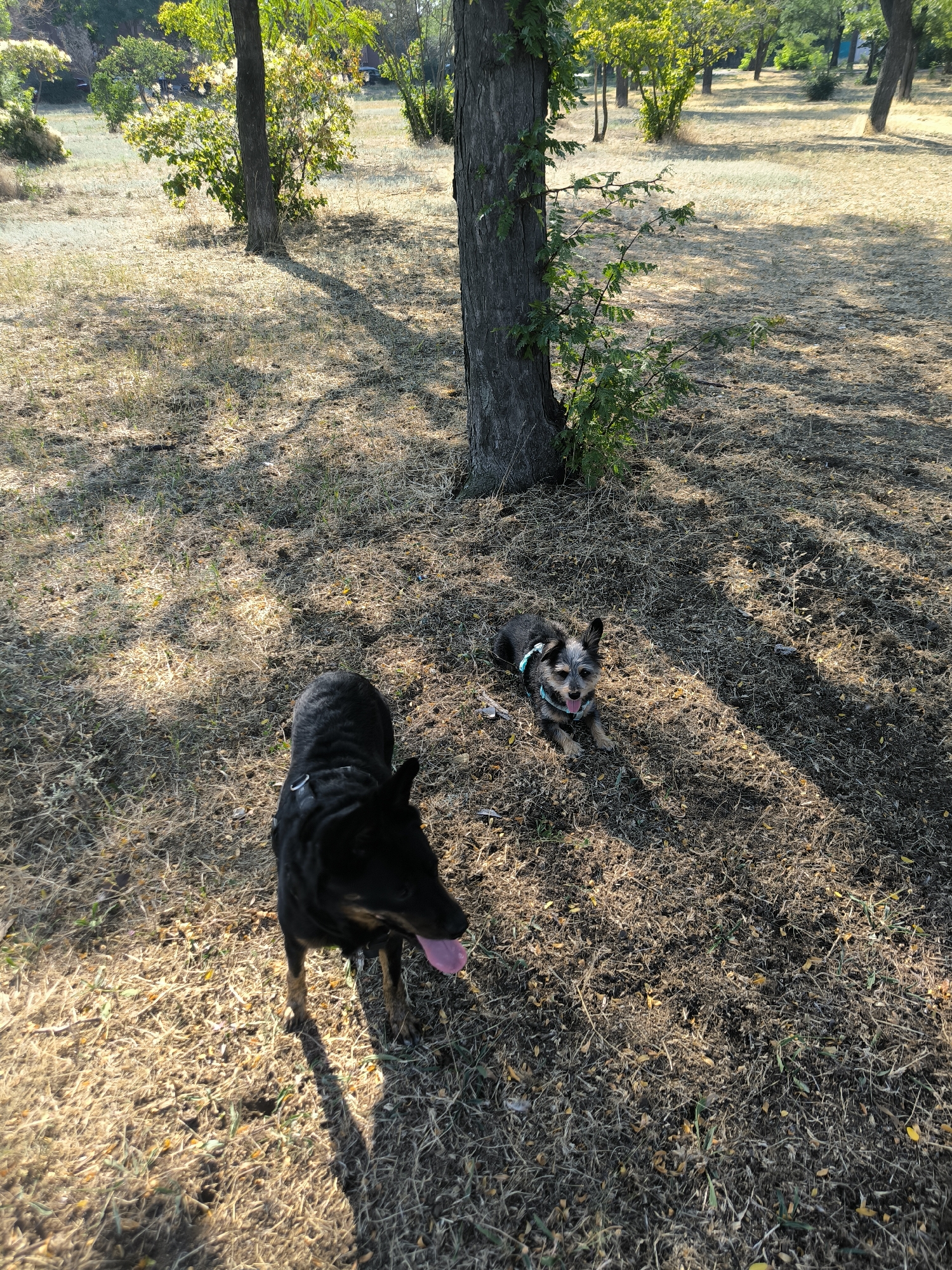 The image depicts an outdoor scene in a park-like setting, likely in the city of Mykolaiv, Ukraine. The ground is covered with dry grass and fallen leaves, suggesting a dry or autumnal season. Several trees are visible, casting shadows on the ground due to sunlight filtering through their leaves. In the foreground, two dogs are present. The dog on the left is a medium-sized, dark-colored dog, possibly a German Shepherd mix, standing and looking towards the camera with its tongue out. The dog on the right is a smaller, terrier-like dog with black and tan coloring, wearing a blue harness. This dog is lying down in the grass, also looking towards the camera. The background shows more trees and a clearing with dry grass. The overall impression is of a relaxed outdoor setting with two canine companions enjoying the park.