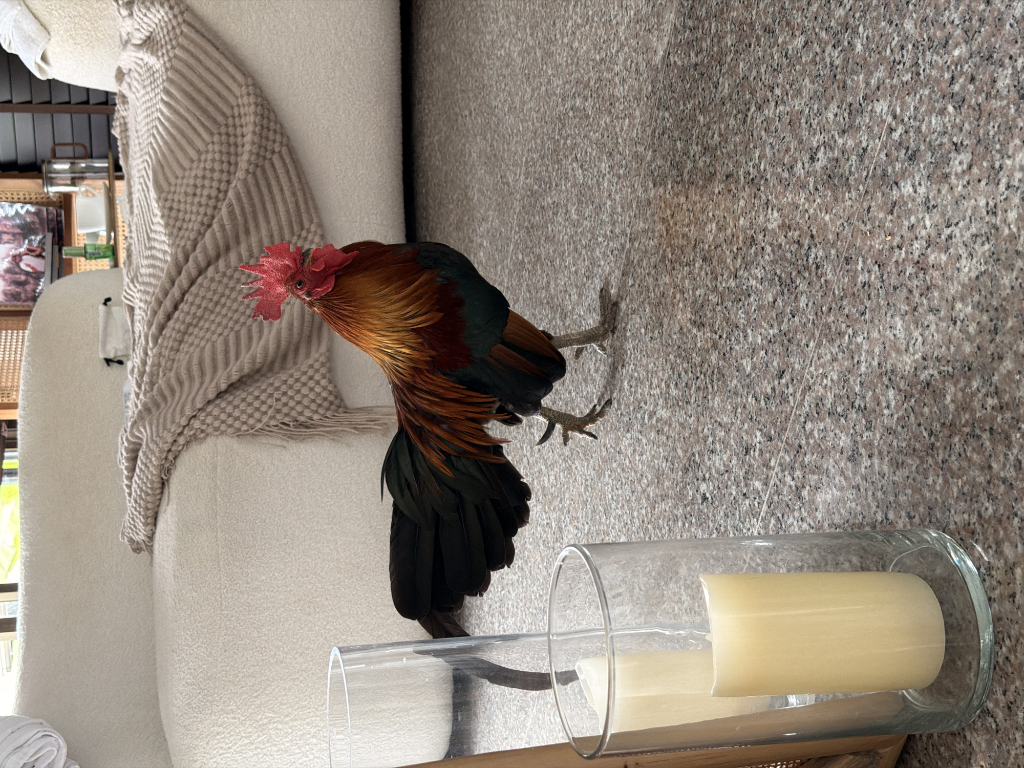 A rooster is standing on a speckled floor, likely indoors, as evidenced by the couch and decor. The rooster has vibrant reddish-brown and black plumage, a bright red comb, and appears to be walking. In the foreground, two tall glass cylinders with cream-colored pillar candles are visible. A textured, light-colored couch with a knitted throw blanket is in the background. The scene is well-lit, suggesting an indoor environment. The location is not discernible from the image content itself, and therefore cannot be specified as Ko Samui District, Thailand.