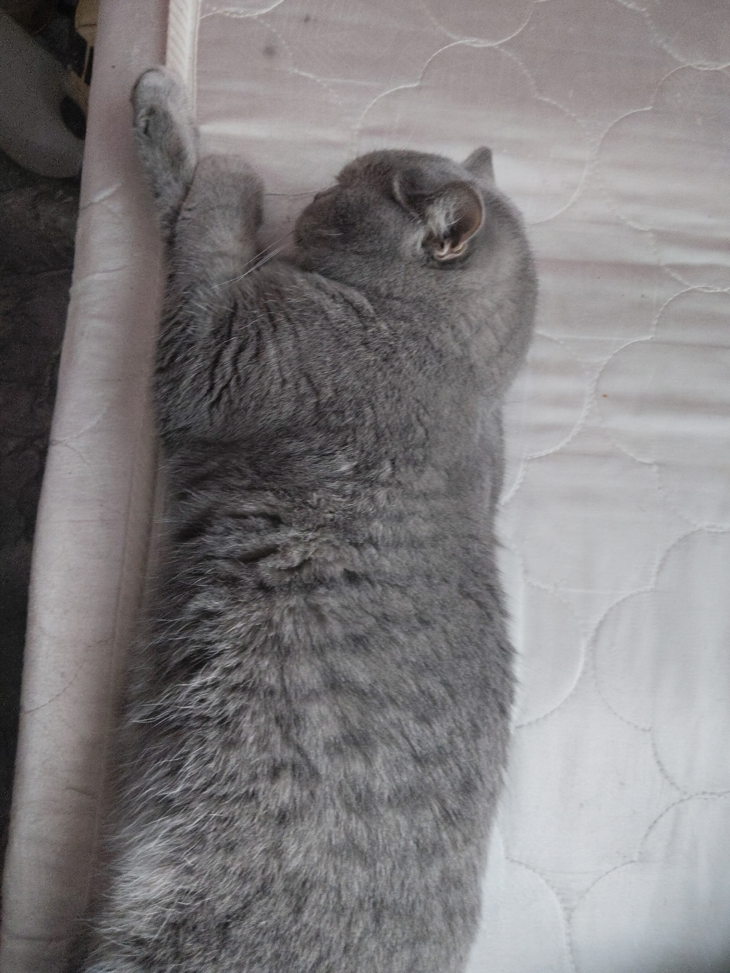 A grey cat is seen sleeping soundly on its side on a white, quilted mattress. The cat, likely a short-haired breed, has dense, plush grey fur. Its head is turned away from the viewer, with one ear partially visible, showing light-colored fur inside. The cat's front paws are tucked together near its head, and a few long, white whiskers protrude from its face.
The mattress features a distinct quilted pattern with soft, raised circles, suggesting a comfortable sleeping surface. To the left of the cat, a light-colored, possibly fabric-covered cylindrical object runs vertically, bordering the mattress. A thin, light-colored rope or cord is visible near the cat's front paw, possibly attached to this object. The background to the far left is darker and indistinct, while the right side of the image is dominated by the white mattress. The overall impression is one of peace and comfort as the cat rests in an indoor setting, likely a bedroom. There is no visible text.
