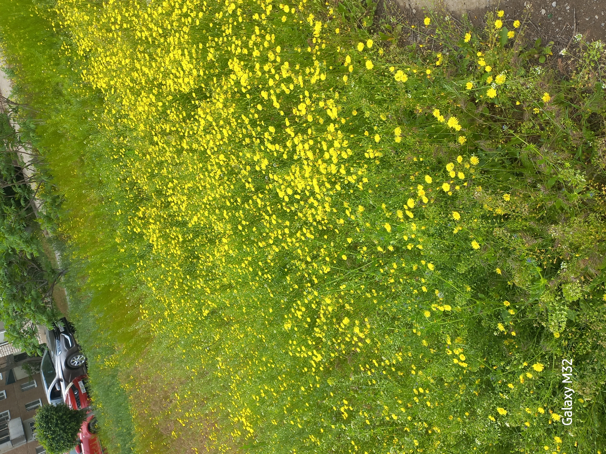 Captured from a slightly elevated vantage point, the image portrays a view in Volzhsky, Russia. A field of predominantly green vegetation speckled with numerous small yellow flowers dominates the scene. A paved path or sidewalk runs along the edge of the field.
Toward the left side of the frame, there's a glimpse of an urban setting: part of a building, a tree, and two cars—one red and one gray—are visible. The rest of the image is filled with vegetation.