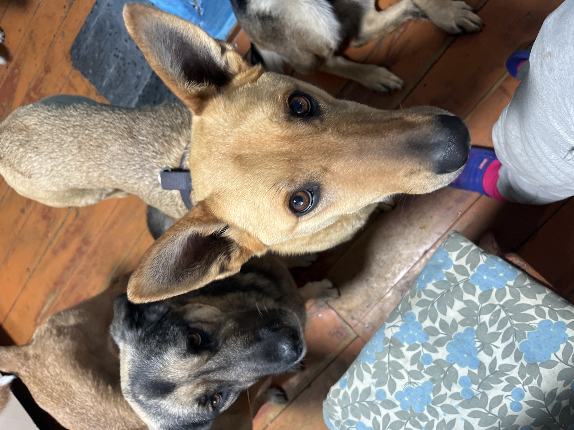 The image shows three dogs on a wooden floor. One dog with tan fur and large erect ears is in the foreground, looking directly at the camera. A second dog with a darker, gray and tan face is also looking upward, positioned to the lower left of the first dog. A third dog, with similar fur to the second dog, is partially visible in the upper background. The tan dog wears a dark gray collar. There is a blue and gray floral-patterned cushion on the right side of the image, near a person's feet wearing a white sock with blue and pink accents. Part of a dark-colored object is in the upper left corner. The scene takes place indoors on a brown wooden floor. There is no information present to identify the location as Nizhny Tagil, Russia.