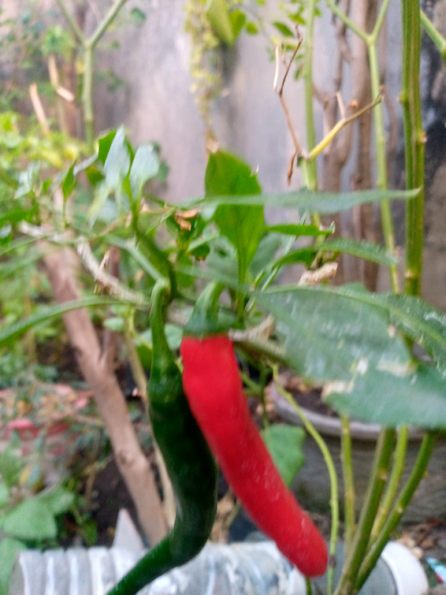 A close-up, shallow depth-of-field shot captures two chili peppers growing on a plant. One chili pepper is green and curved, hanging downwards. Adjacent to it, a second chili pepper is bright red and appears to be hanging slightly more upright. The plant has green leaves and stems, some of which are out of focus. The background is blurred, showing hints of other plants, branches, and a textured wall, possibly indicating an outdoor garden setting. The image has a natural, slightly muted color palette with the red chili pepper being the most vibrant element. The photo was taken in the city of Sumberwono, Indonesia.