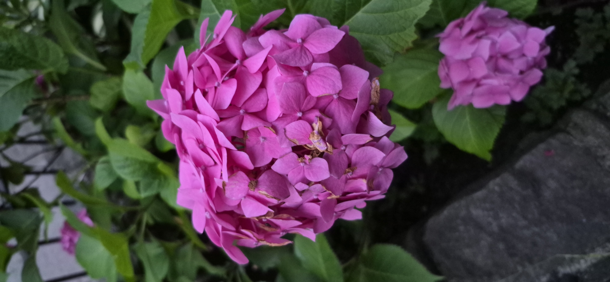 A close-up, vertical shot captures a vibrant pink hydrangea flower in full bloom, its dense cluster of petals dominating the frame. The flower is set against a backdrop of lush, green leaves, some of which are slightly blurred, indicating a shallow depth of field. To the left, a rough, grey stone is visible, adding a contrasting texture to the scene. In the lower right portion of the image, another, smaller pink hydrangea bloom is partially visible. The lighting appears to be natural, possibly overcast, as there are no harsh shadows. The overall impression is one of natural beauty and the delicate intricacies of a blooming flower. This image was taken in the city of Gdańsk, Poland.