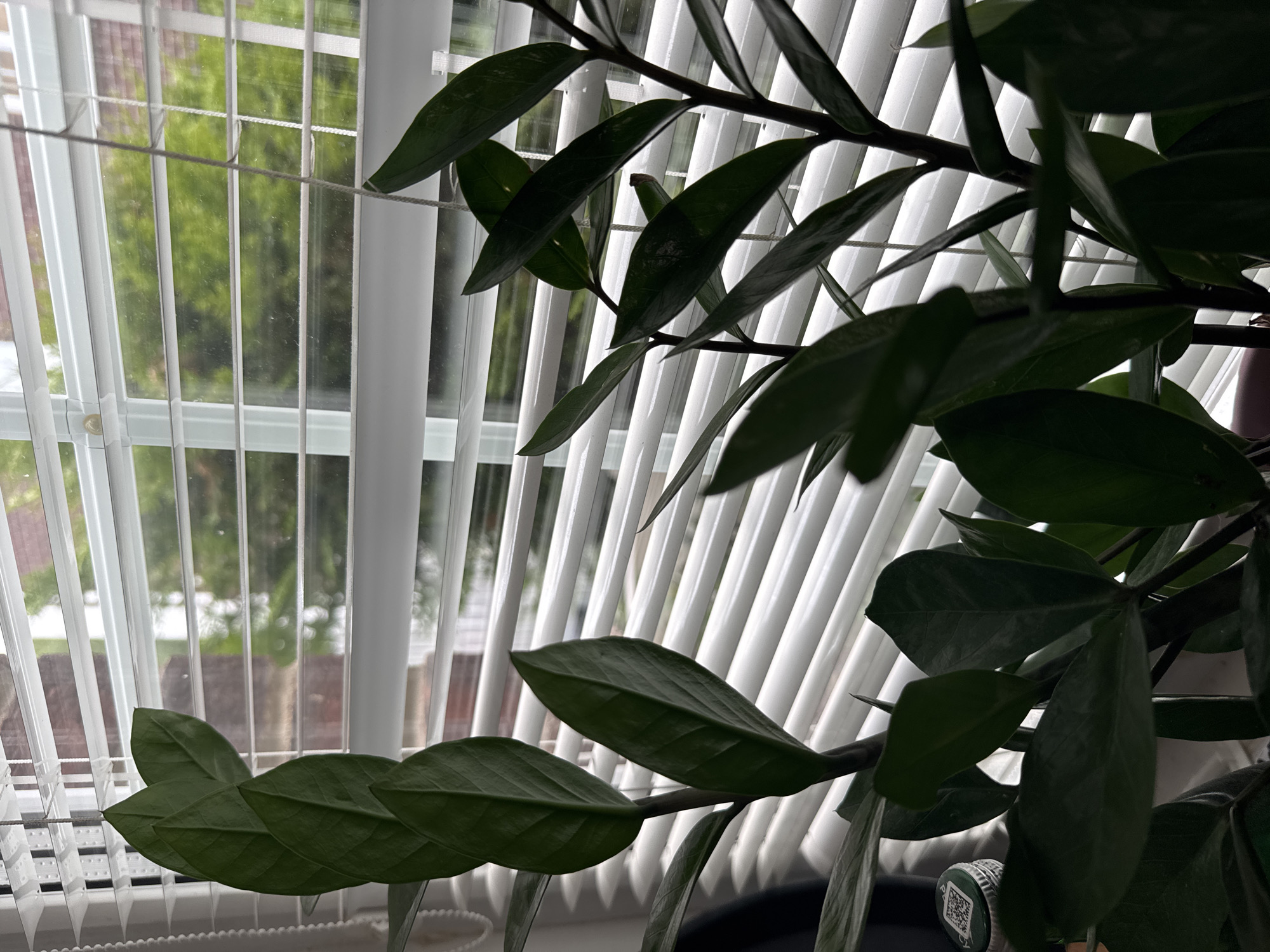 A close-up shot captures the glossy, dark green leaves of a ZZ plant against a backdrop of white horizontal blinds partially opened. Through the blinds, an out-of-focus view reveals trees and building facades, suggesting an outdoor environment. The lighting is dim, casting shadows on the plant's foliage, and a white string hangs vertically, attached to the blinds. The image appears to be taken indoors, likely in a residential setting in Polivanovo, Russia. No people are visible in the scene.