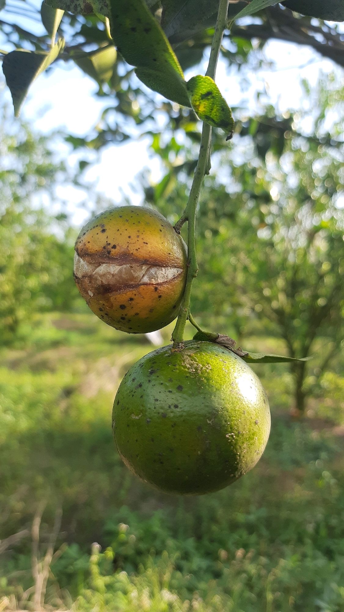 The image depicts two citrus fruits hanging from a branch in an orchard. The upper fruit is partially yellow and appears to be splitting open, revealing its interior. The lower fruit is a vibrant green. The background is blurred, showing lush greenery and the characteristic bokeh effect of an outdoor, natural setting, typical of agricultural areas such as Kebonrejo, Indonesia. The lighting suggests it is daytime, with sunlight filtering through the leaves. There are no people or animals visible in the frame.
