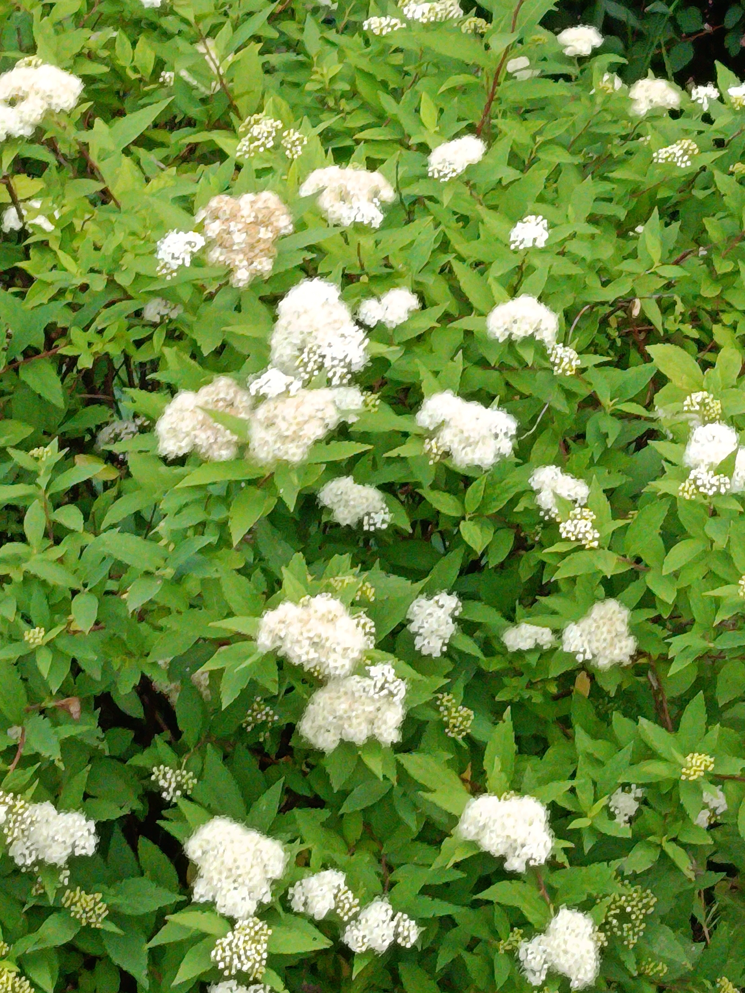 The image is a medium shot of a dense green bush covered in numerous clusters of small white flowers. The flowers are tightly packed, creating a fluffy, almost cotton-like appearance in some areas, while others show individual blossoms. The green leaves of the bush are varied in size and shape, with some pointed and others more rounded. The lighting suggests an outdoor setting, likely during the day, with soft shadows visible between the foliage. There are no people or animals present in the image. The overall impression is of a lush, vibrant plant in bloom. There is no information in the image that can be used to determine its location within the city of Kyiv, Ukraine.