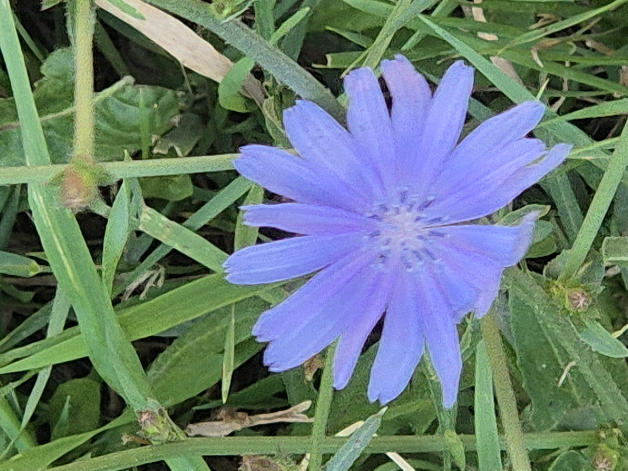 The image shows a close-up, top-down view of a single, small, purple-blue flower with multiple petals. The flower is centered in the frame and appears to be growing amidst green grass and other foliage. The background consists of out-of-focus green leaves and stems, creating a natural, outdoor environment. There are no people or man-made objects visible in the image. The scene depicts a common wildflower in a natural setting, possibly a park or a field. Based on the provided information, the location is Kokshetau, Kazakhstan.