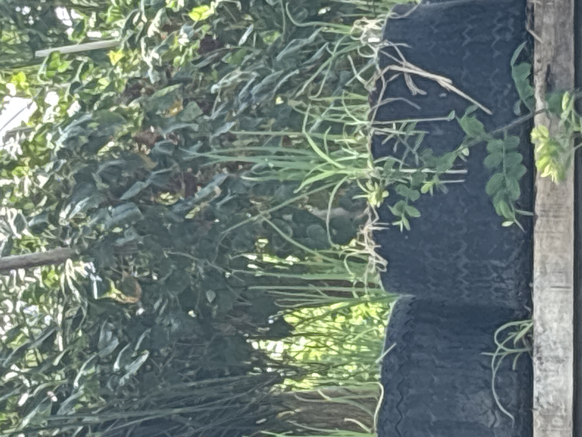 The image presents a vertical composition focusing on vegetation and recycled tires. The photograph appears to be taken outdoors, exhibiting natural light filtering through the foliage. Two dark-colored, stacked tires are visible on the right side of the frame, with various plants growing within and around them. The vegetation consists of green leaves, thin stems, and grassy elements, creating a naturalized appearance. A weathered wooden board is positioned adjacent to the tires. The scene gives the impression of a garden or landscape arrangement utilizing recycled materials. Based on the location provided, this scene is in Baan Chaweng, Thailand.