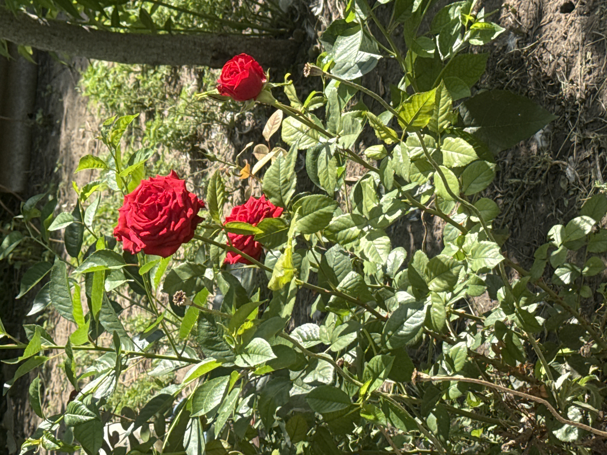 The image shows a rose bush with several red roses and green leaves in what appears to be a garden setting. There is a tree trunk visible on the right side of the image, and the ground is covered with soil and some dry leaves. The lighting suggests it is daytime, with sunlight filtering through the leaves. There are no people or animals in the image. The scene depicts a natural, outdoor environment.