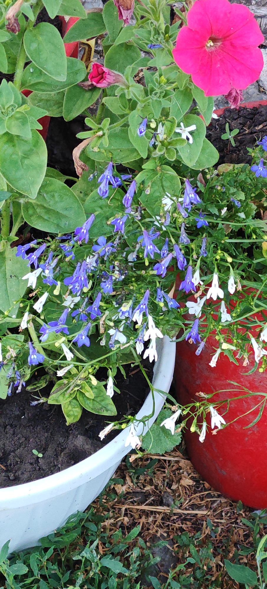 In the city of Altayskoye, Russia, a close-up shot captures a vibrant floral display in a garden setting. The focus is on a cluster of plants in pots, showcasing a mix of colors and textures. A prominent bright pink petunia, fully bloomed, is visible in the upper right quadrant of the image. Adjacent to it, a pink petunia bud is partially open, its petals still tightly furled. Cascading down are delicate blue and white lobelia flowers, their small, bell-shaped blooms creating a sense of abundance. The plants are housed in a white planter in the foreground and a red planter in the background, suggesting an intentional arrangement. The soil in the white planter is dark and appears moist, with a few tiny green sprouts emerging. The ground around the planters is covered with dry leaves and patches of green grass. The lighting suggests an outdoor, daytime scene, possibly on a slightly overcast day, as the colors are rich but not intensely saturated. There are no people or animals visible in the image. The overall impression is one of a well-tended garden, showcasing the beauty of blooming flowers.