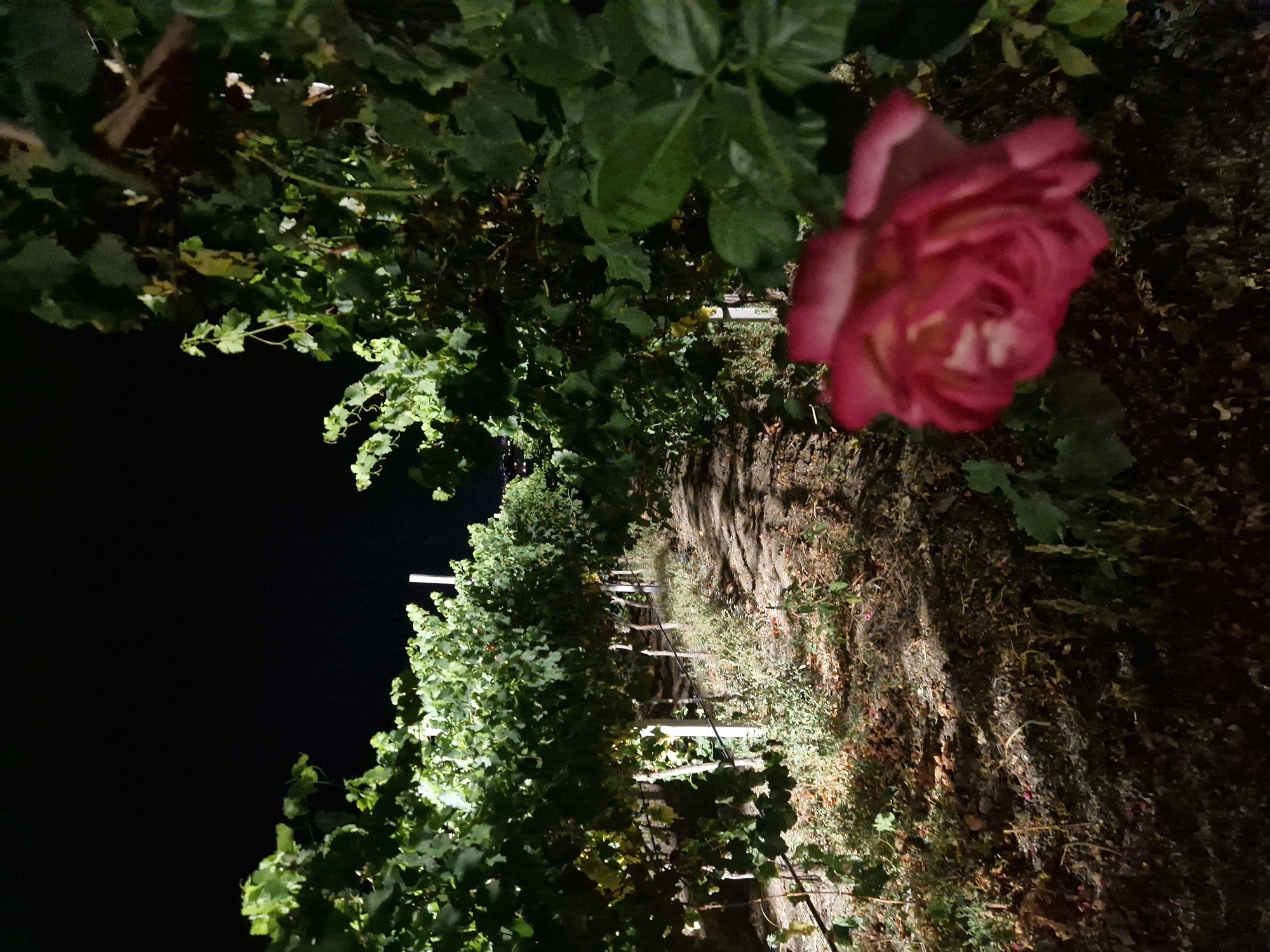 A close-up shot captures a vibrant pink rose in the foreground, its petals delicately unfurling against a blurred backdrop of a vineyard at night. The vineyard, illuminated by artificial lights, reveals rows of grapevines with lush green leaves and wooden stakes supporting the branches. The ground is covered with dark soil and fallen leaves, suggesting a rural setting. The night sky above is a deep black, providing a stark contrast to the illuminated vineyard and the rose. The overall mood is serene and romantic, with the rose serving as a focal point that draws the viewer's attention to the beauty of nature even in the darkness. The image appears to be taken in the city of Tankovo, Bulgaria, as indicated by the context provided.
