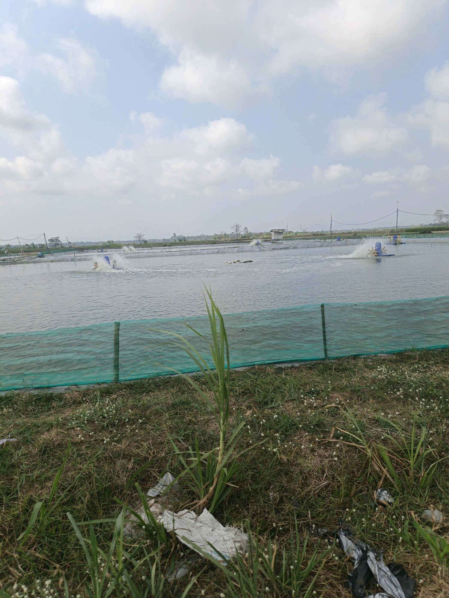 A wide shot shows an outdoor aquaculture farm in Wetonkulon, Indonesia. The foreground is occupied by a grassy embankment, with a few small white flowers scattered among the green and dry grass. A green mesh fence runs horizontally across the middle ground, separating the embankment from the water. Beyond the fence, a large body of water stretches into the distance, characterized by a calm surface with some ripples.
Several blue paddlewheel aerators are visible in the water, actively churning the water and creating white sprays. In the far background, more aquaculture ponds are lined up, with a few structures and utility poles visible. The sky is partly cloudy, with a mix of white cumulus clouds against a pale blue backdrop. No people are clearly discernible in the image. The overall impression is that of a functional aquaculture operation under a bright, possibly overcast, sky.